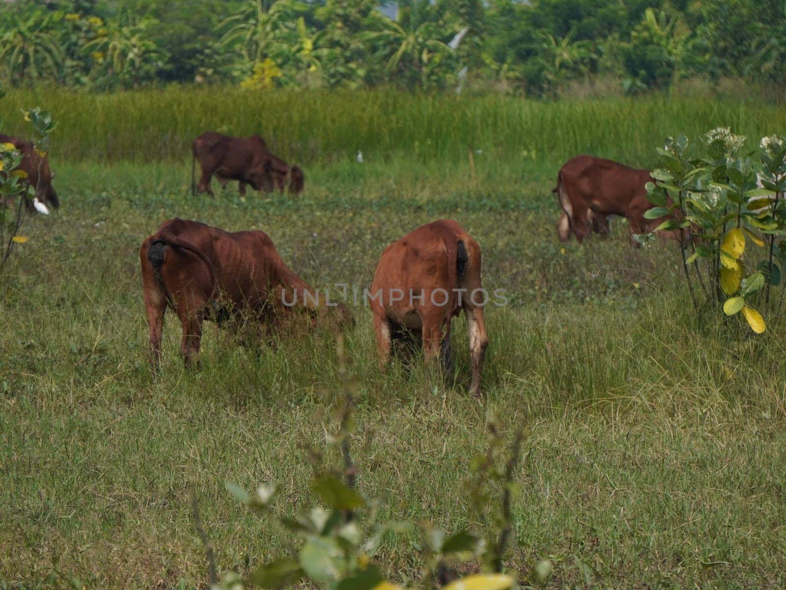 Native Thai cows in the countryside grasslands. Cows eat grass naturally.