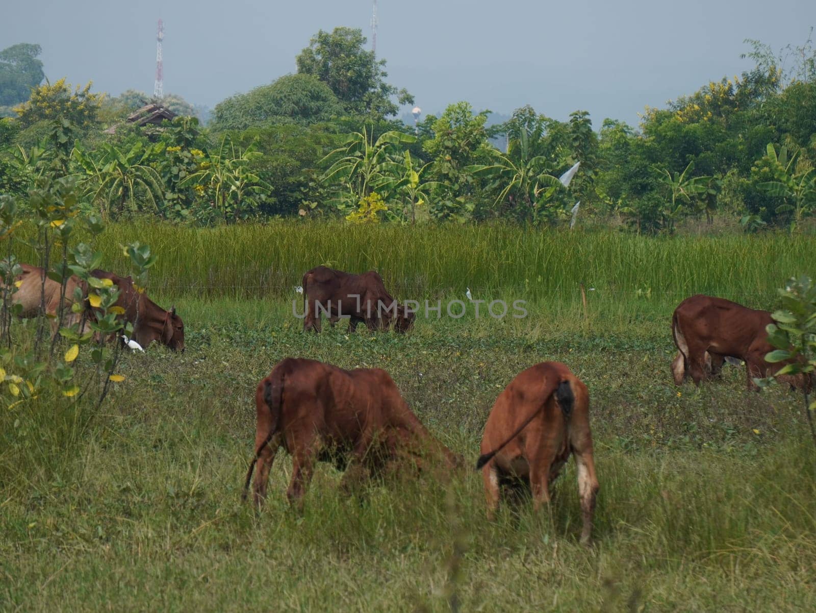 Native Thai cows in the countryside grasslands. Cows eat grass naturally.