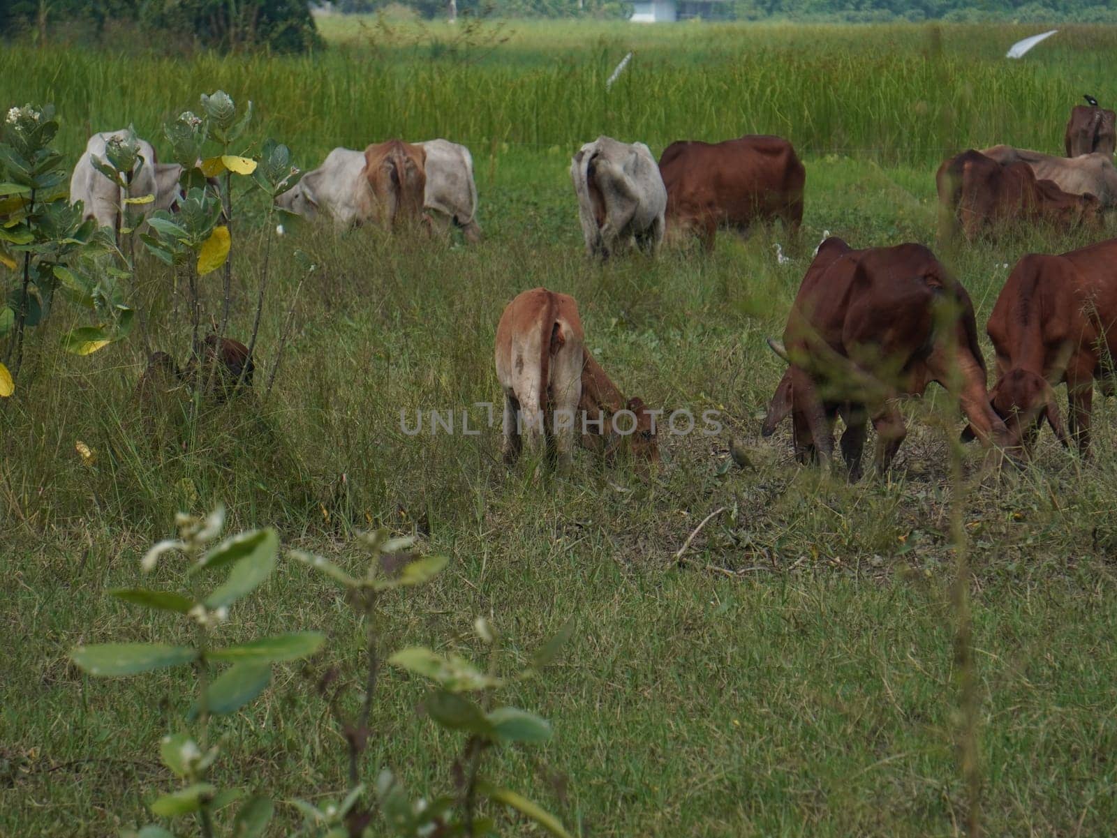 Native Thai cows in the countryside grasslands. Cows eat grass naturally.