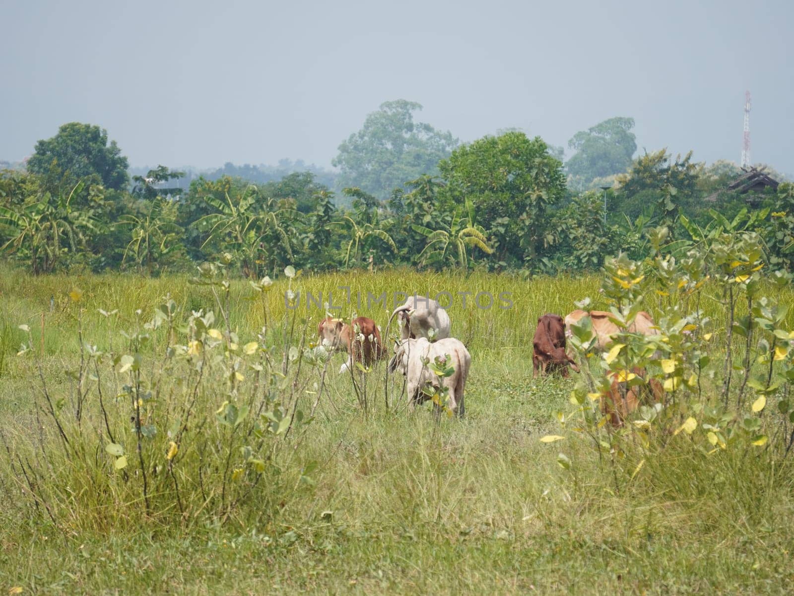 Native Thai cows in the countryside grasslands. Cows eat grass naturally.