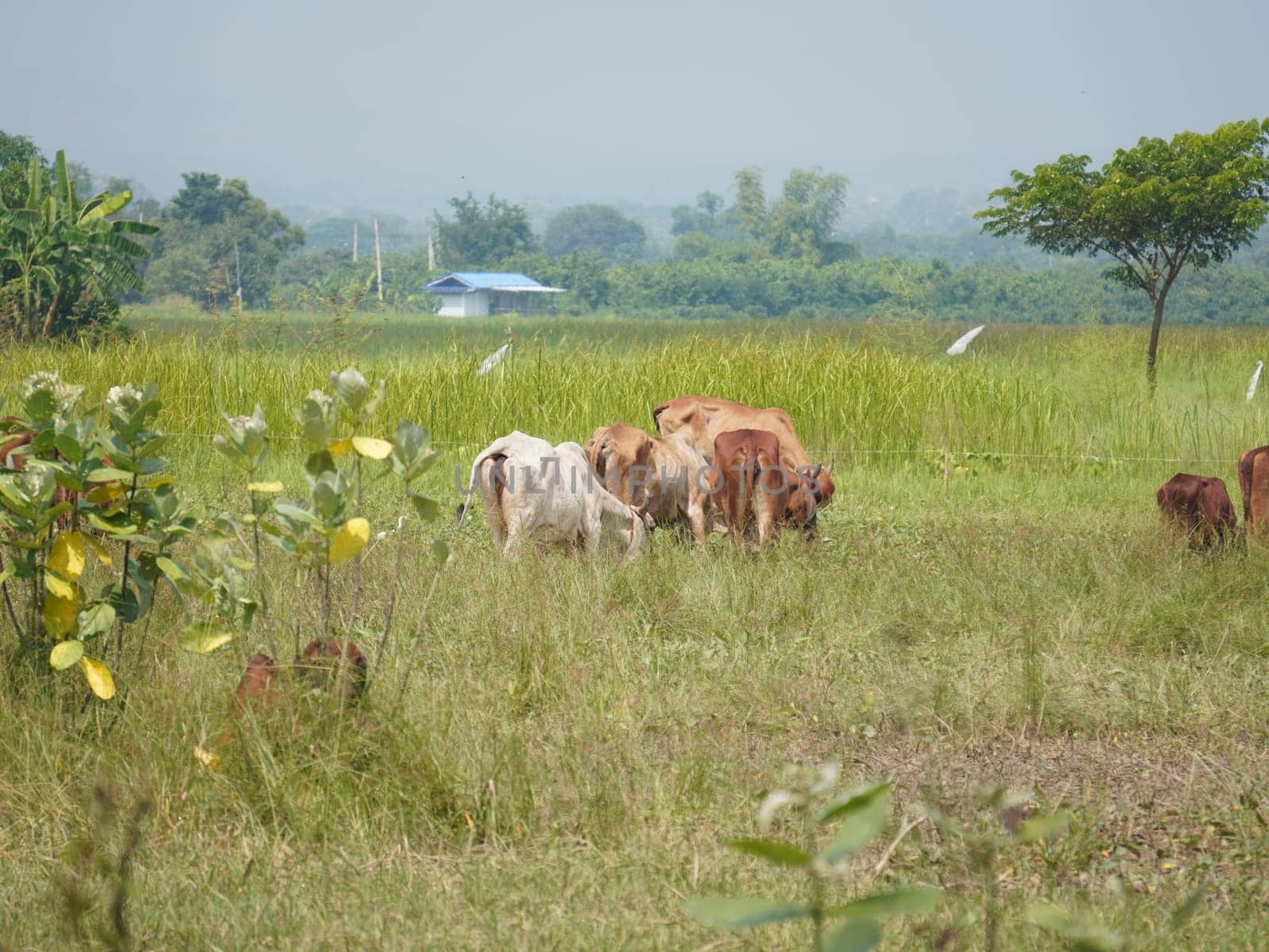 Native Thai cows in the countryside grasslands. Cows eat grass naturally.