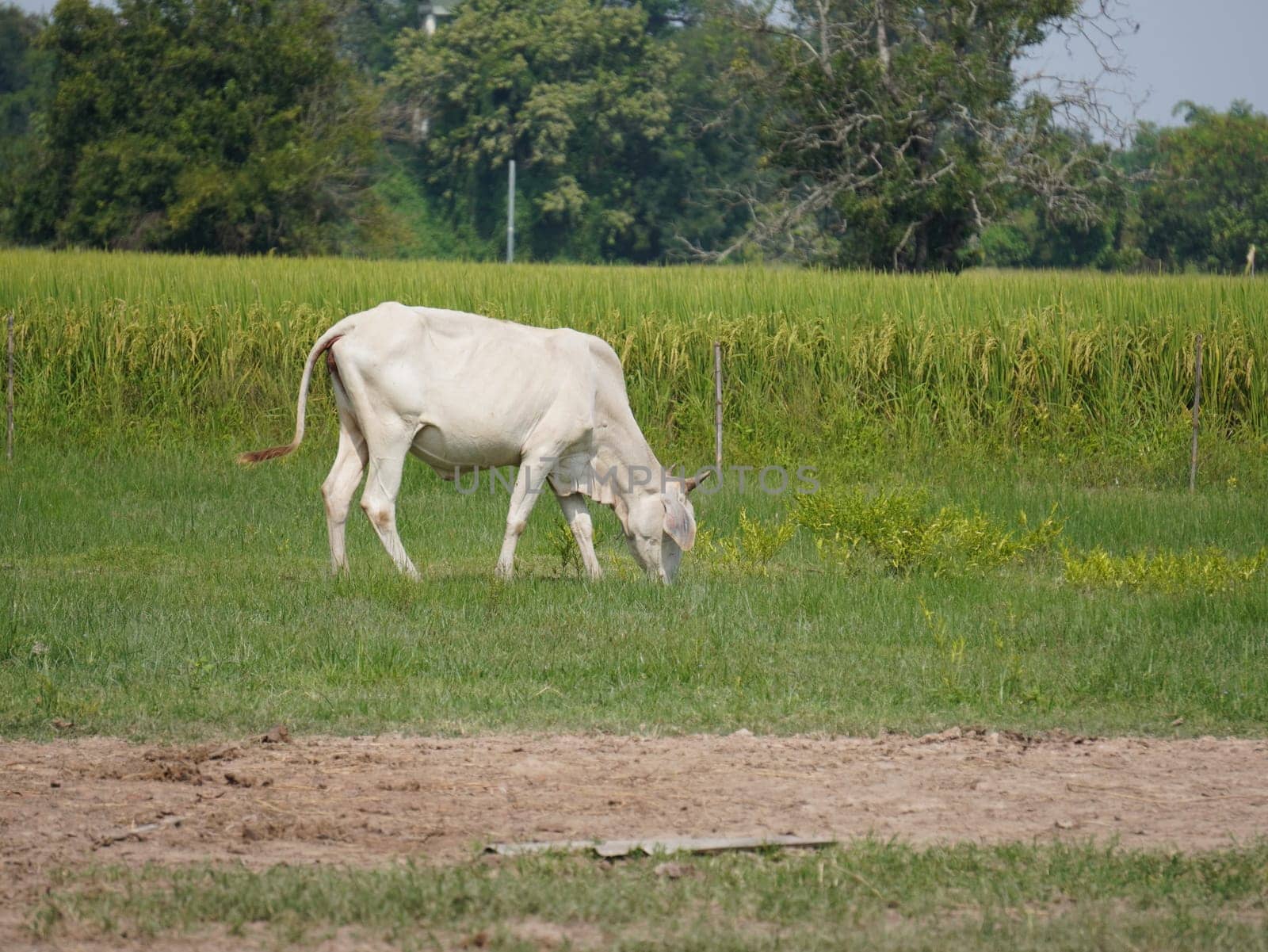 Native Thai cows in the countryside grasslands. Cows eat grass naturally.