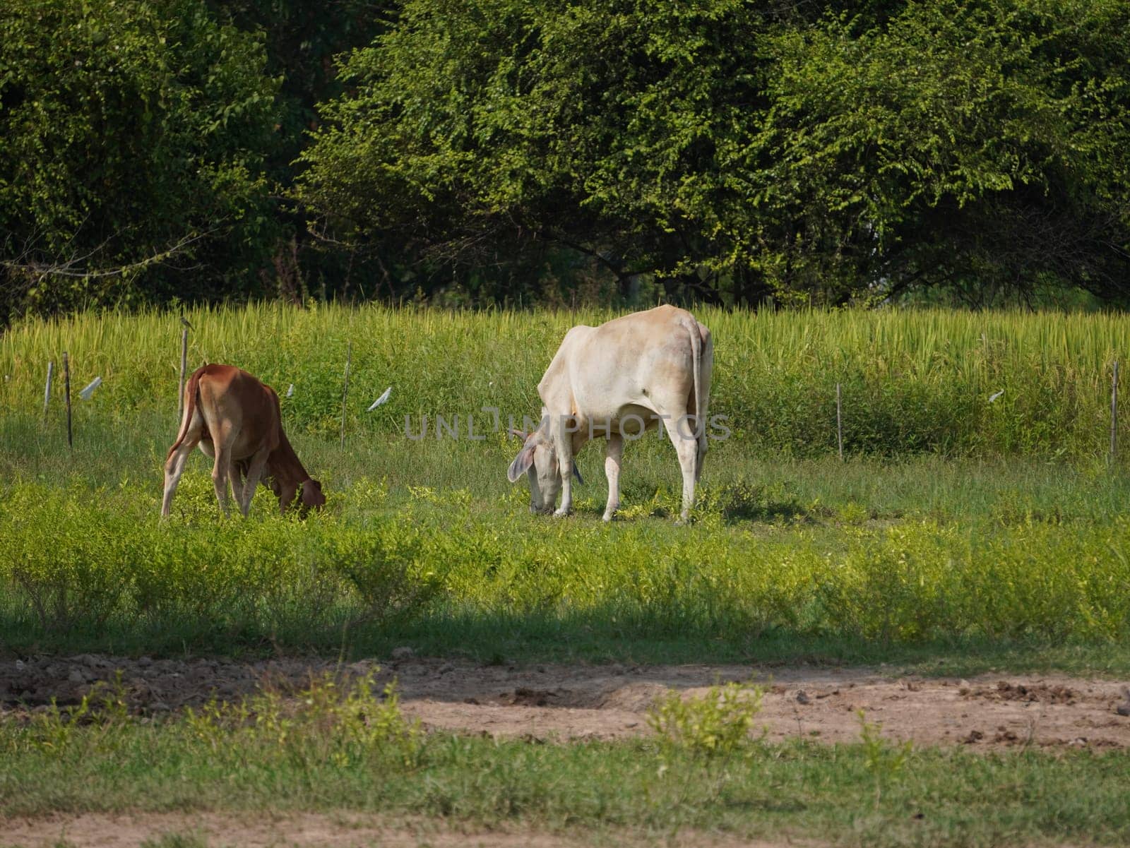 Native Thai cows in the countryside grasslands. Cows eat grass naturally.