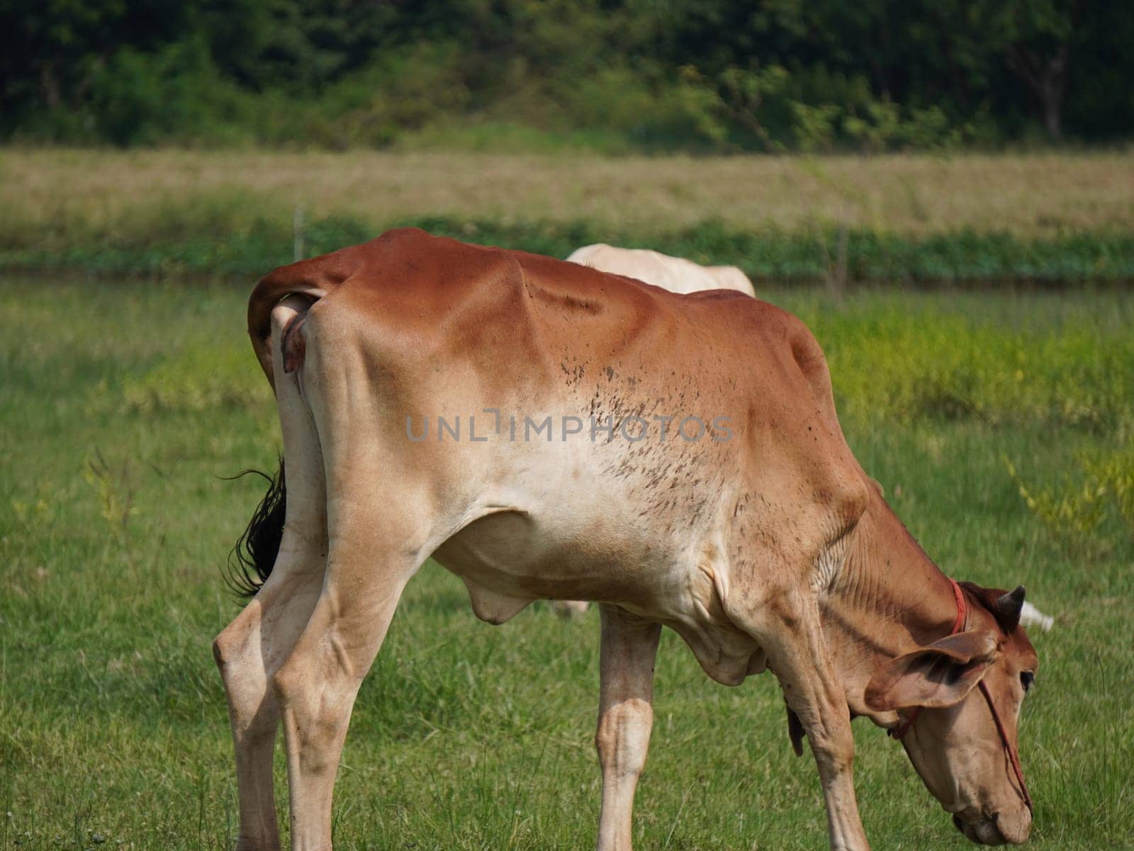 Native Thai cows in the countryside grasslands. Cows eat grass naturally.