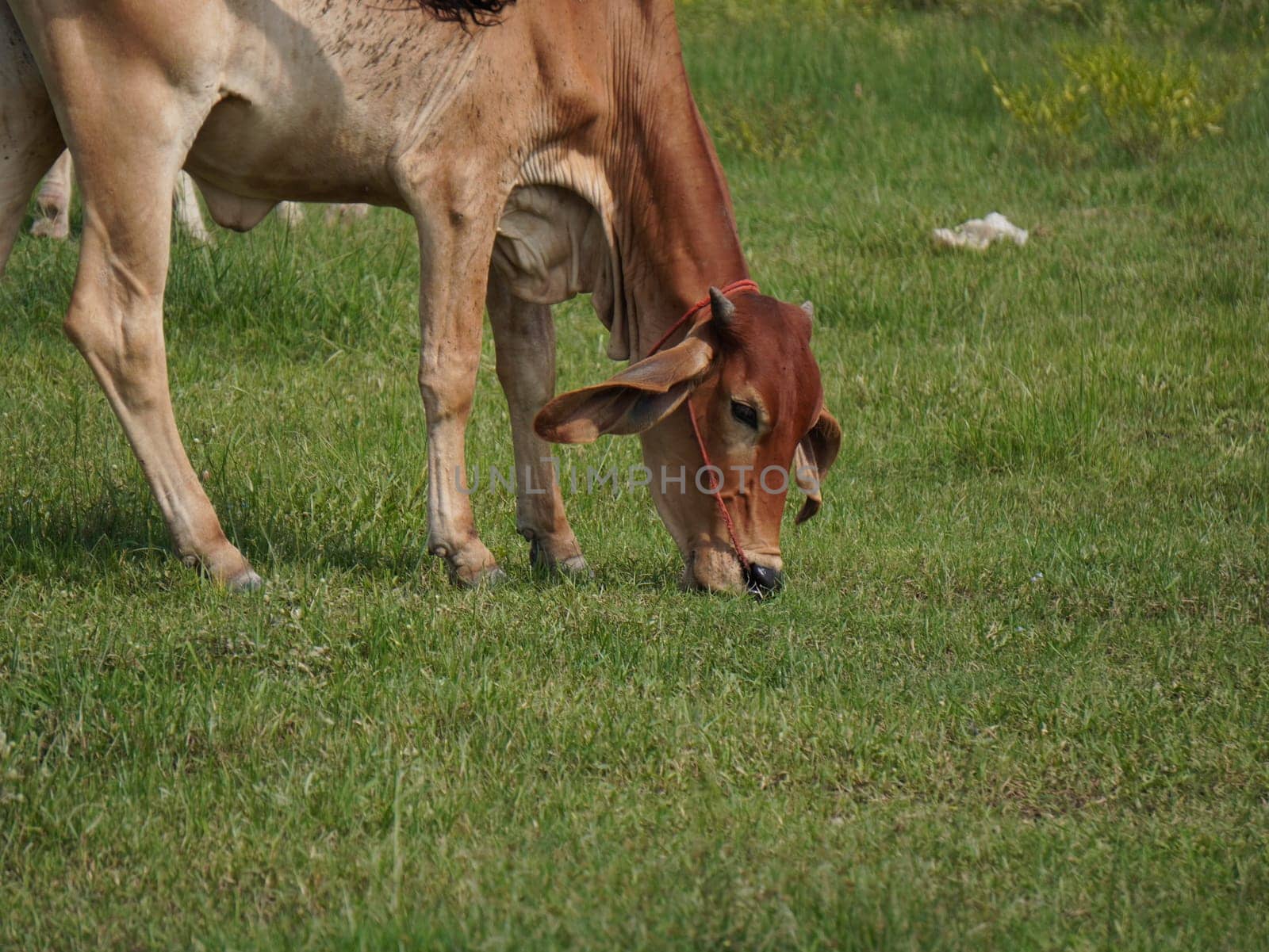 Native Thai cows in the countryside grasslands. Cows eat grass naturally.