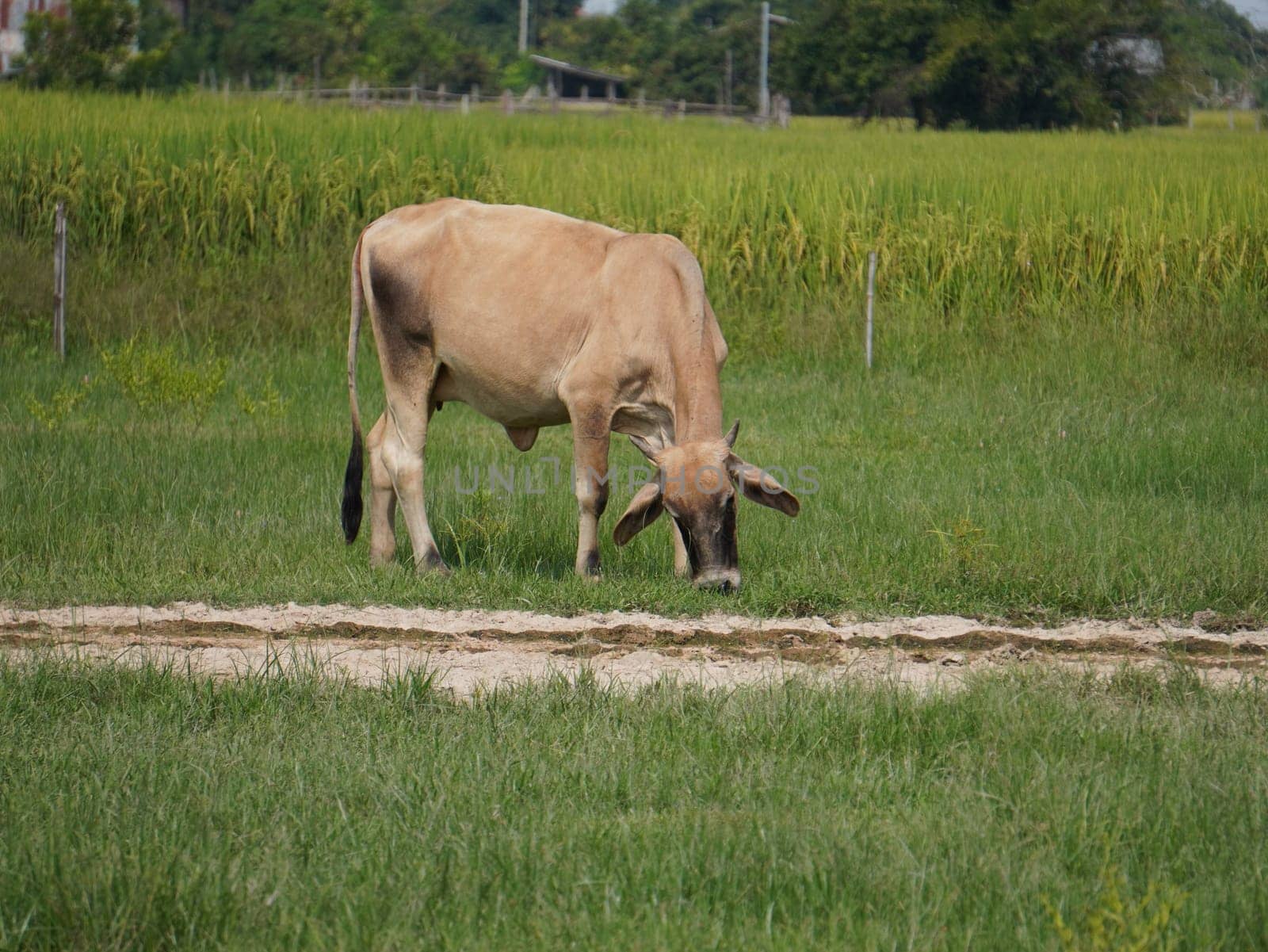 Native Thai cows in the countryside grasslands. Cows eat grass naturally.