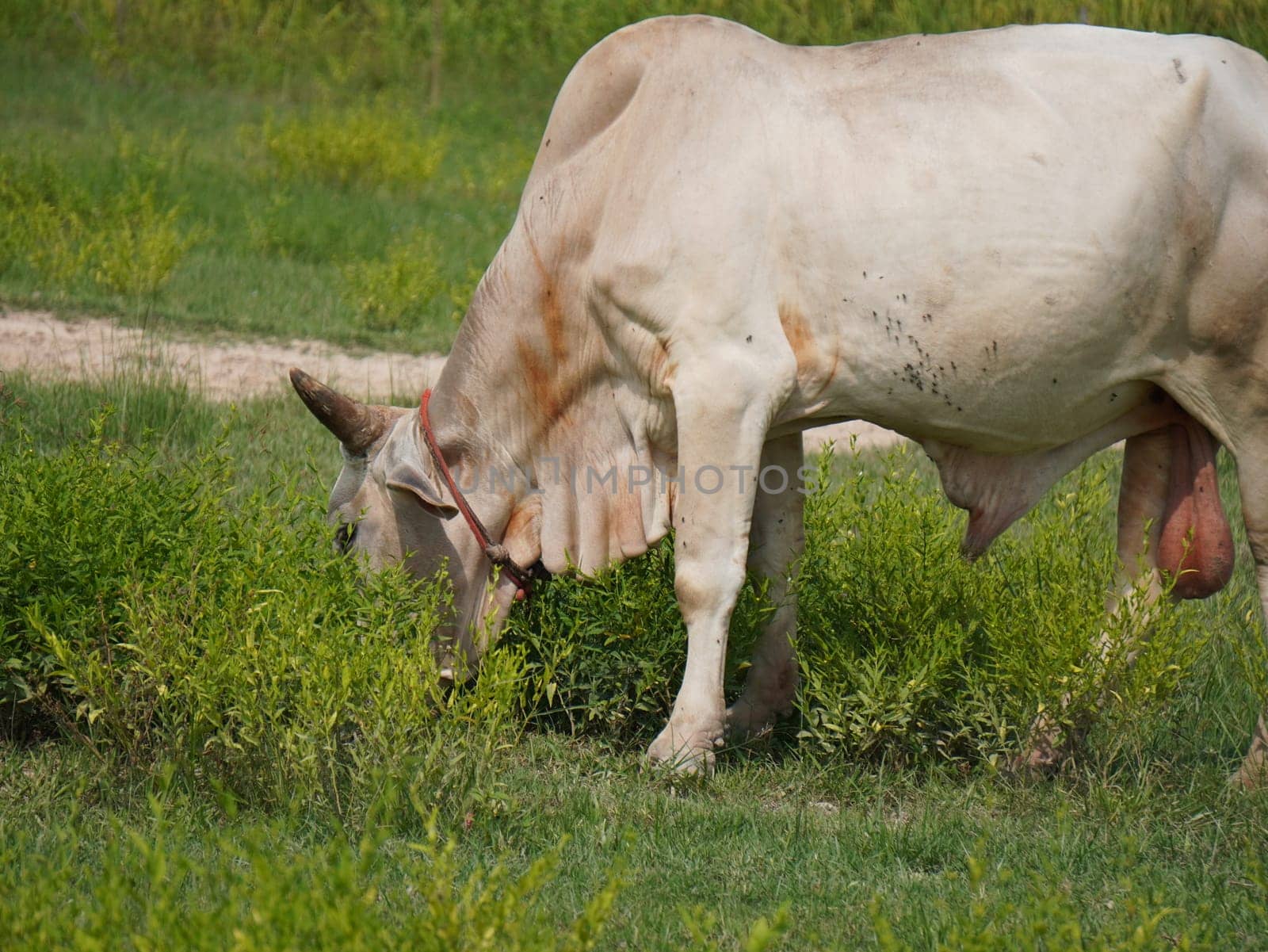 Native Thai cows in the countryside grasslands. Cows eat grass naturally.