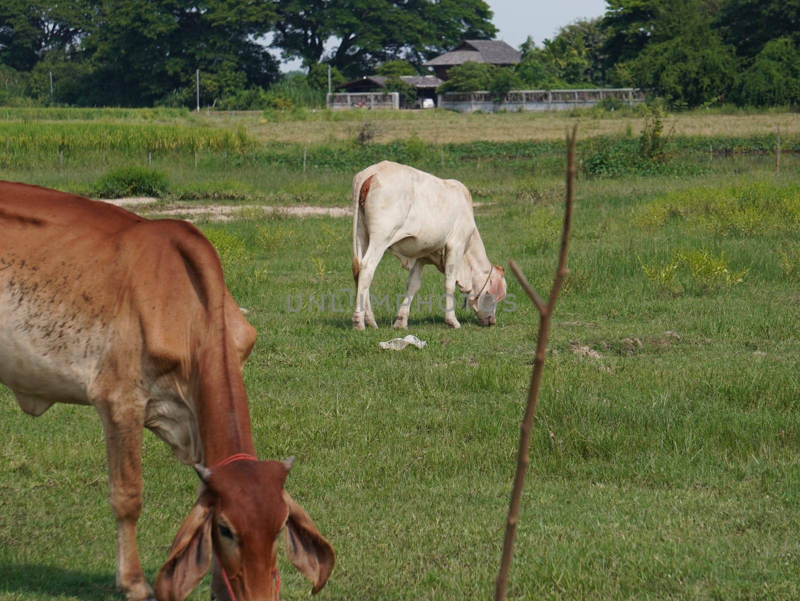 Native Thai cows in the countryside grasslands. Cows eat grass naturally.