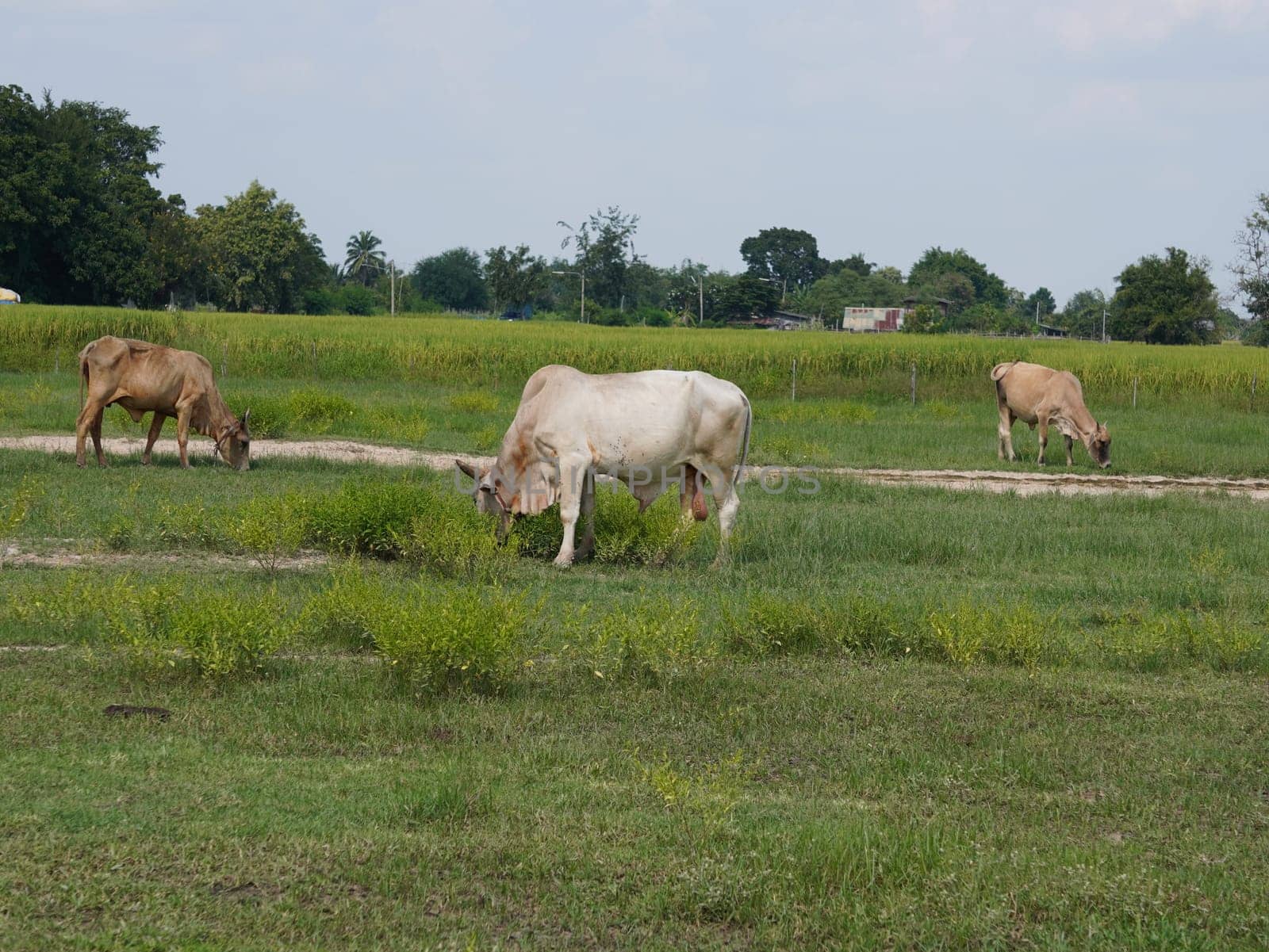 Native Thai cows in the countryside grasslands. Cows eat grass naturally.