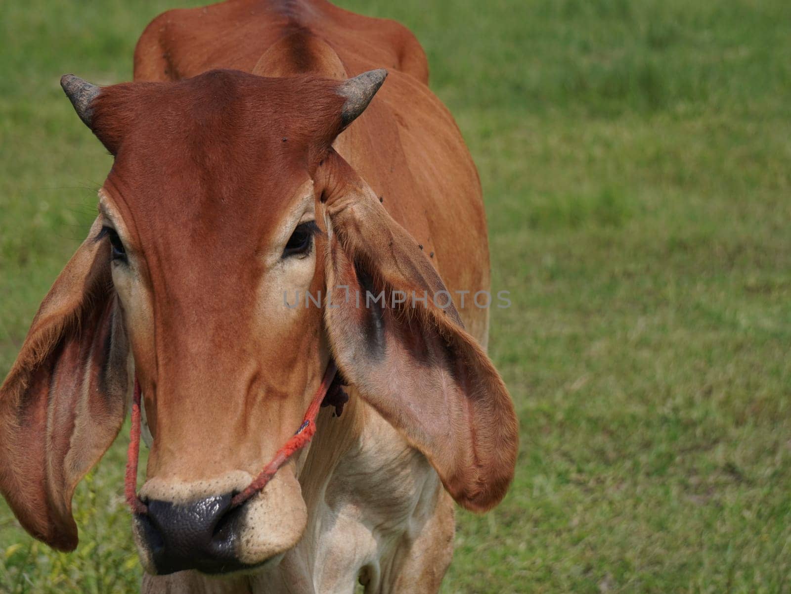 Native Thai cows in the countryside grasslands. Cows eat grass naturally.