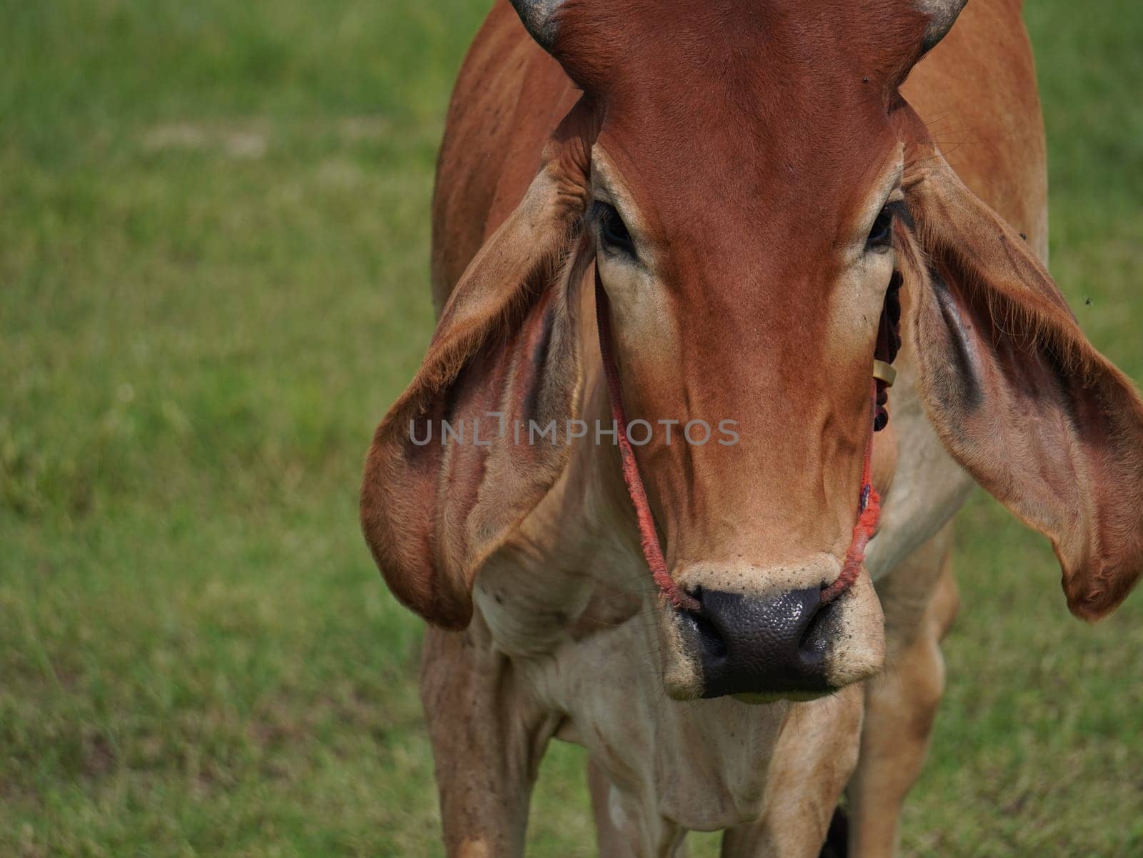 Native Thai cows in the countryside grasslands. Cows eat grass naturally.