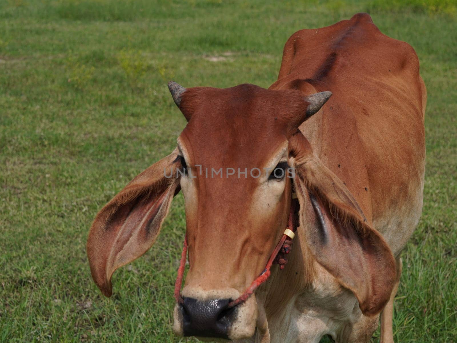 Native Thai cows in the countryside grasslands. Cows eat grass naturally.