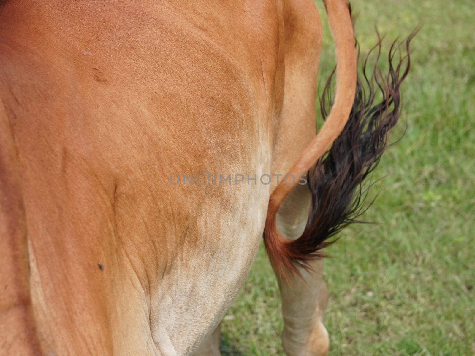 Native Thai cows in the countryside grasslands. Cows eat grass naturally.