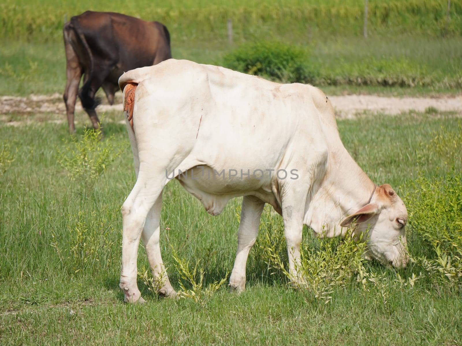 Native Thai cows in the countryside grasslands. Cows eat grass naturally.