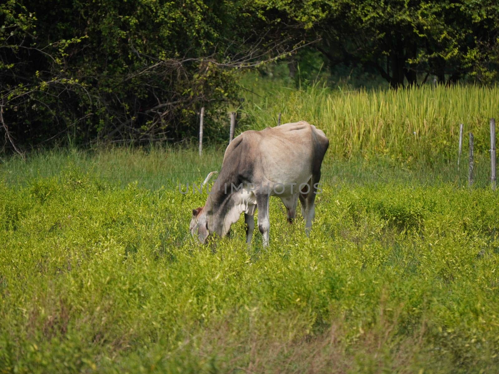 Native Thai cows in the countryside grasslands. Cows eat grass naturally.