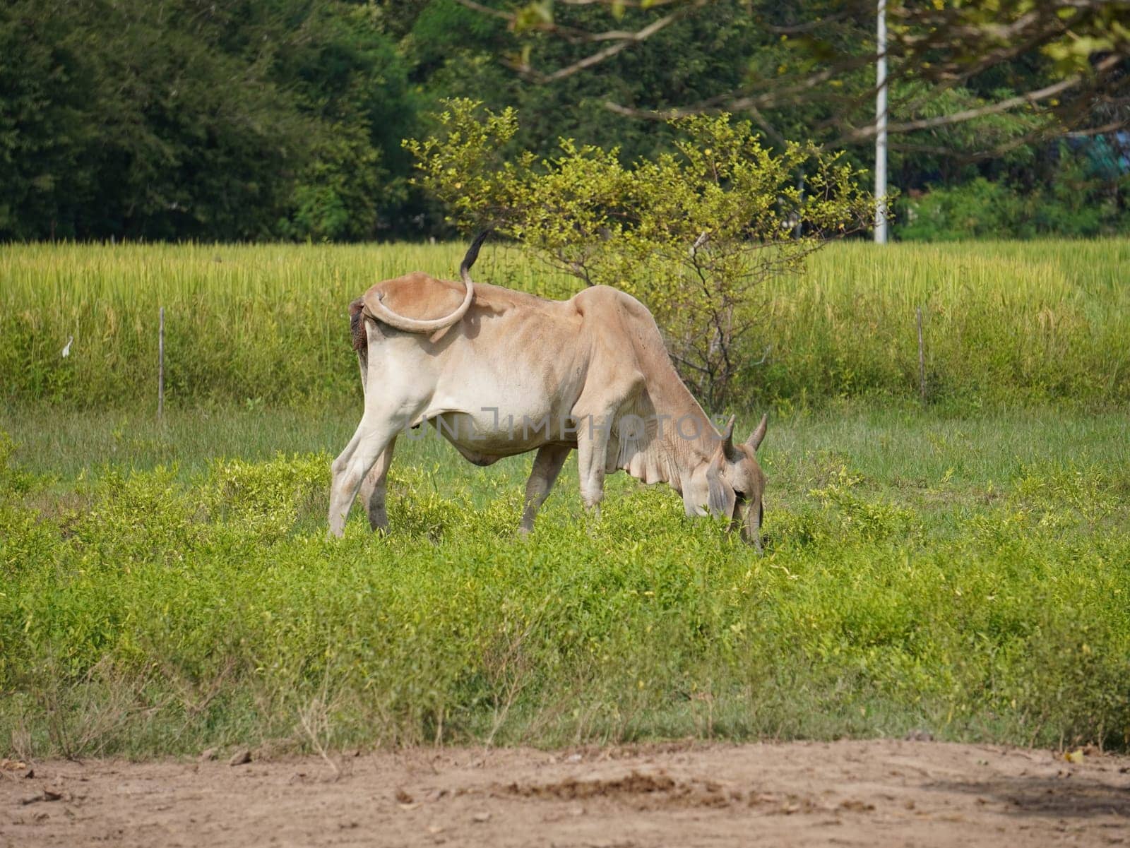 Native Thai cows in the countryside grasslands. Cows eat grass naturally.