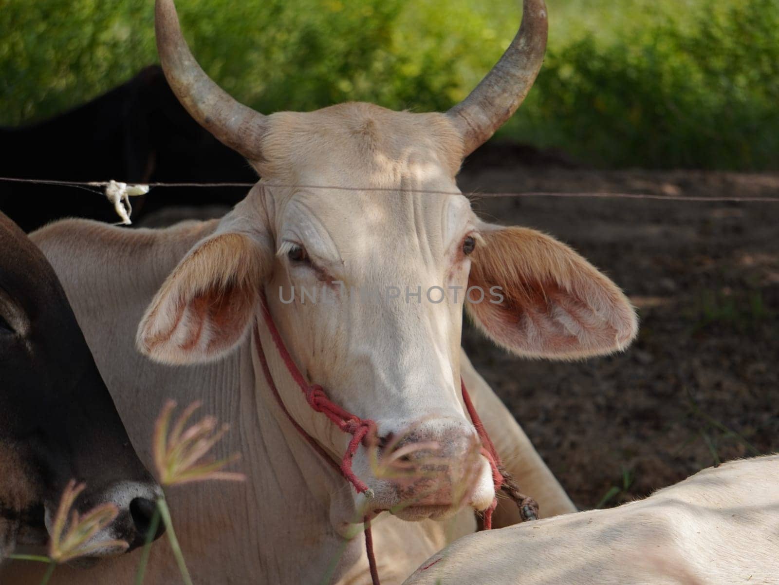 Native Thai cows in the countryside grasslands. Cows eat grass naturally.