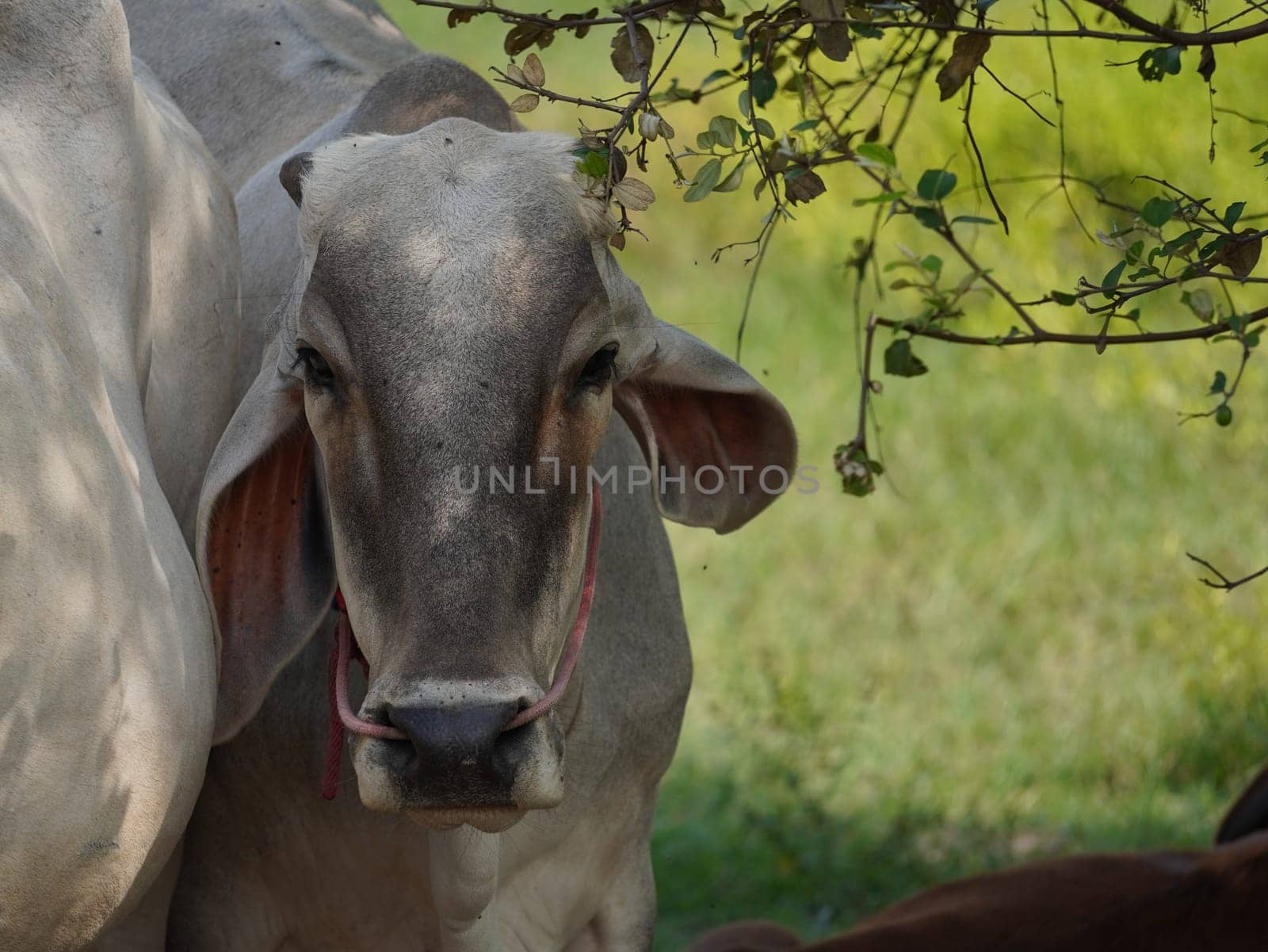 Native Thai cows in the countryside grasslands. Cows eat grass naturally.