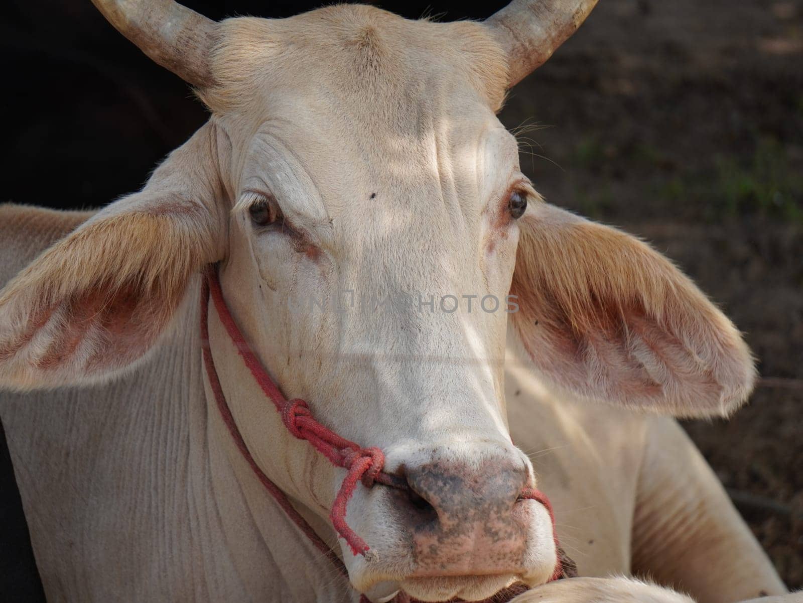Native Thai cows in the countryside grasslands. Cows eat grass naturally.