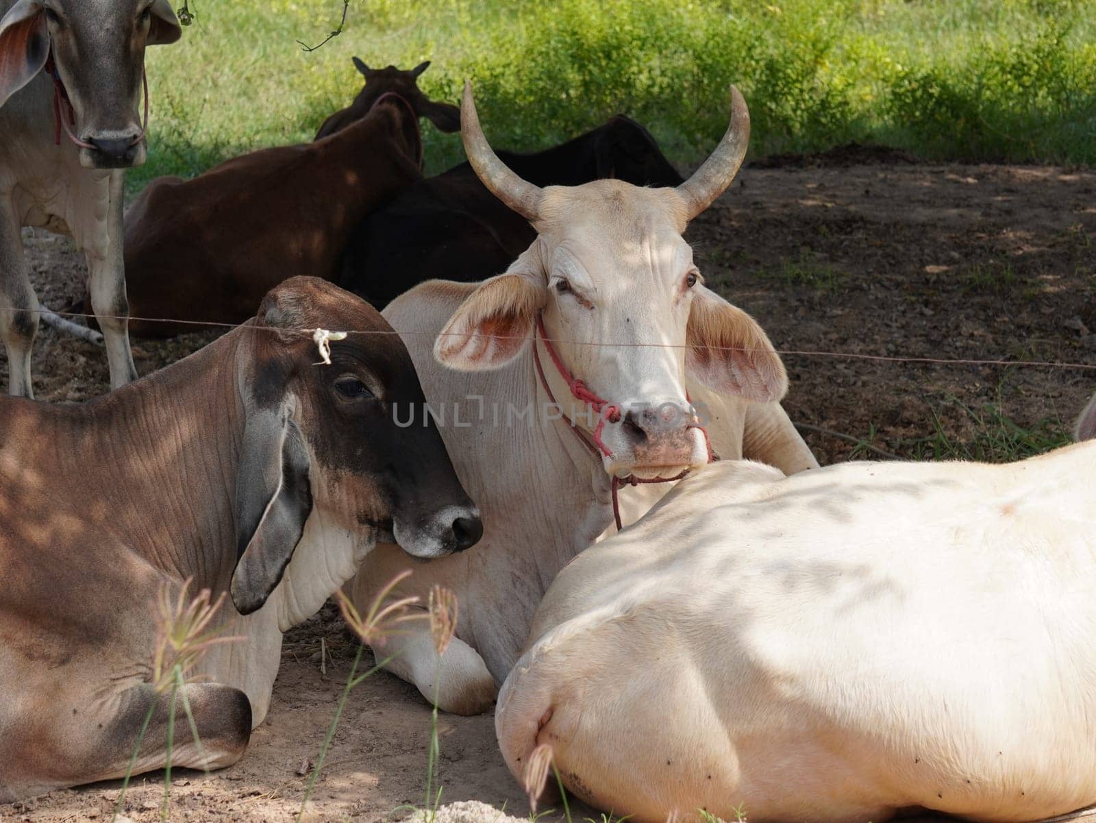 Native Thai cows in the countryside grasslands. Cows eat grass naturally.