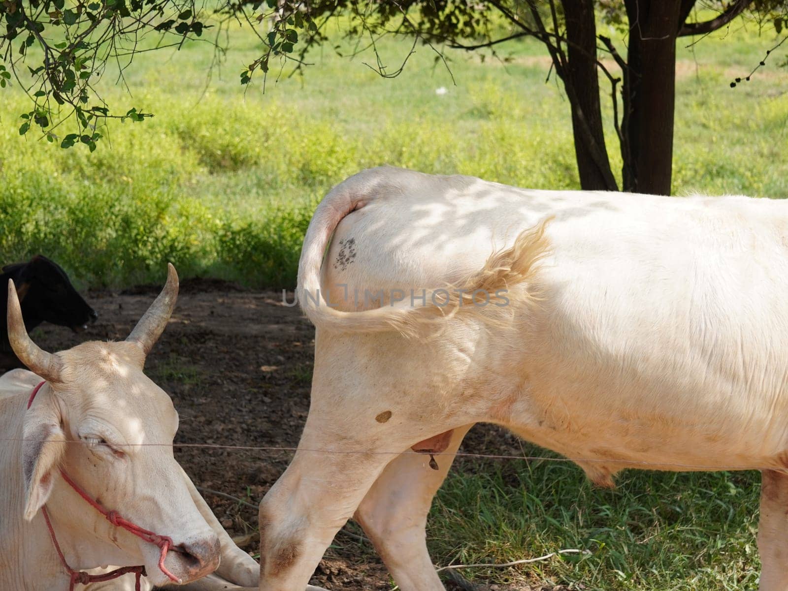 Native Thai cows in the countryside grasslands. Cows eat grass naturally.