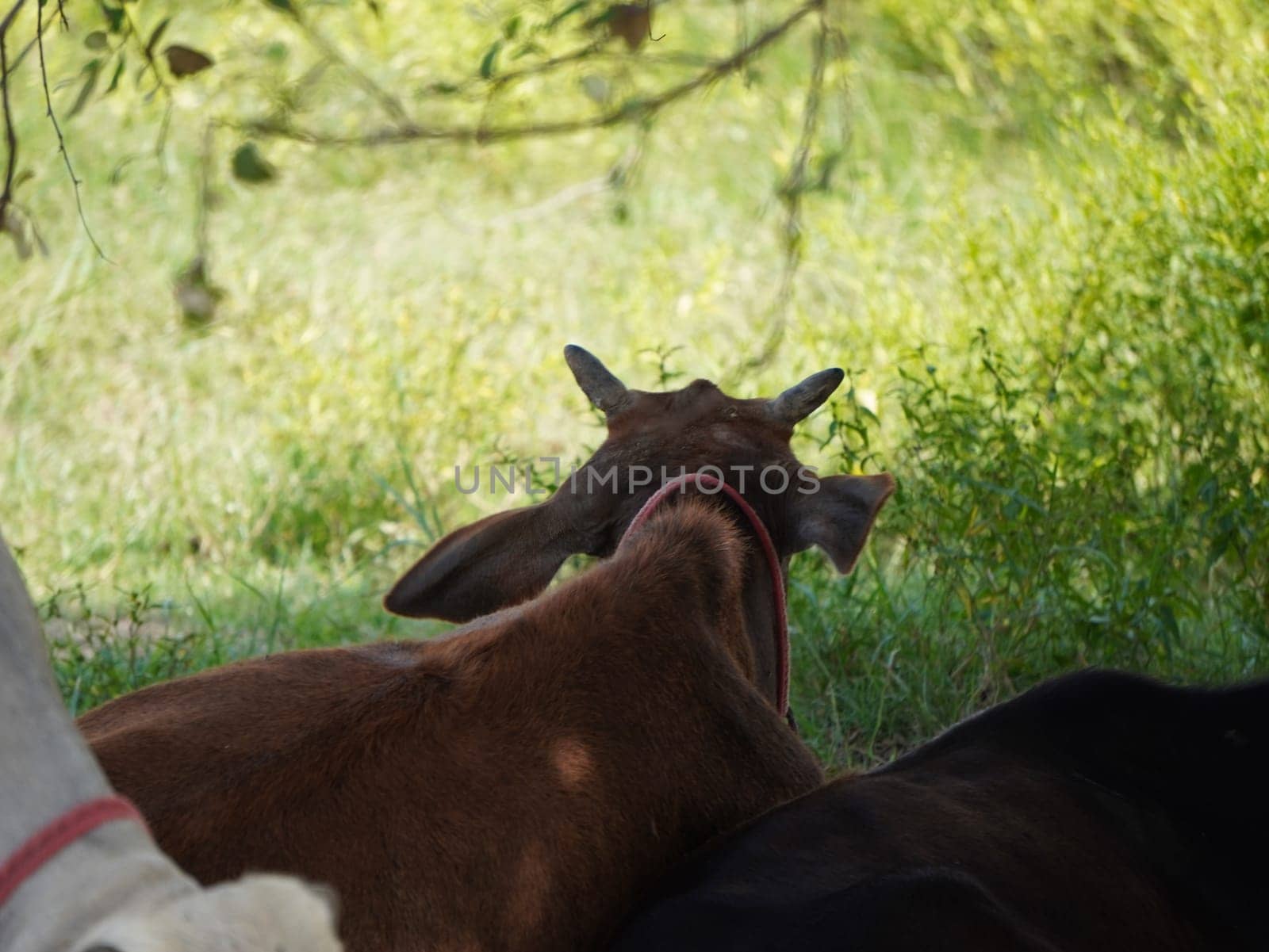 Native Thai cows in the countryside grasslands. Cows eat grass naturally.