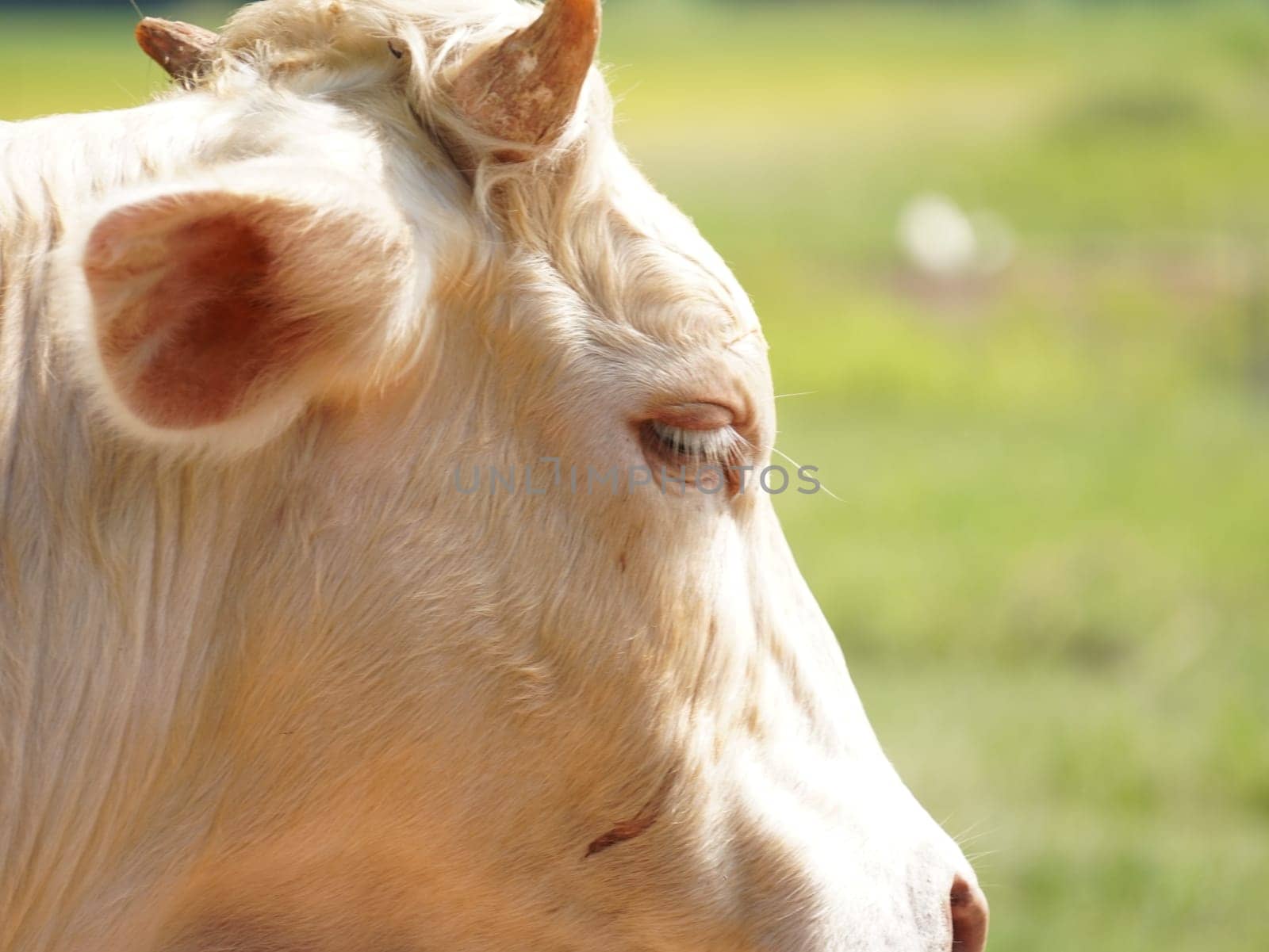 Native Thai cows in the countryside grasslands. Cows eat grass naturally.