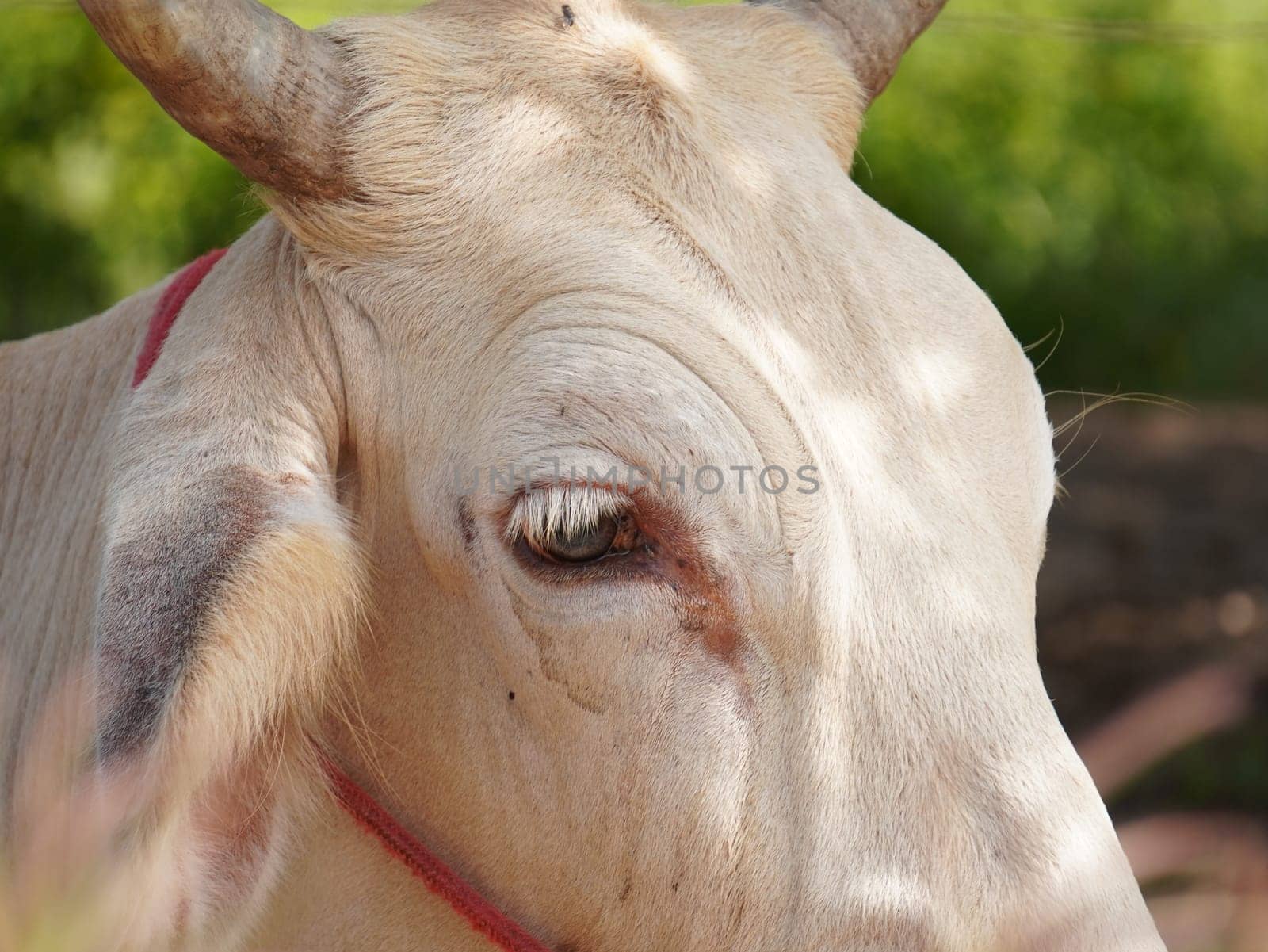 Native Thai cows in the countryside grasslands. Cows eat grass naturally.