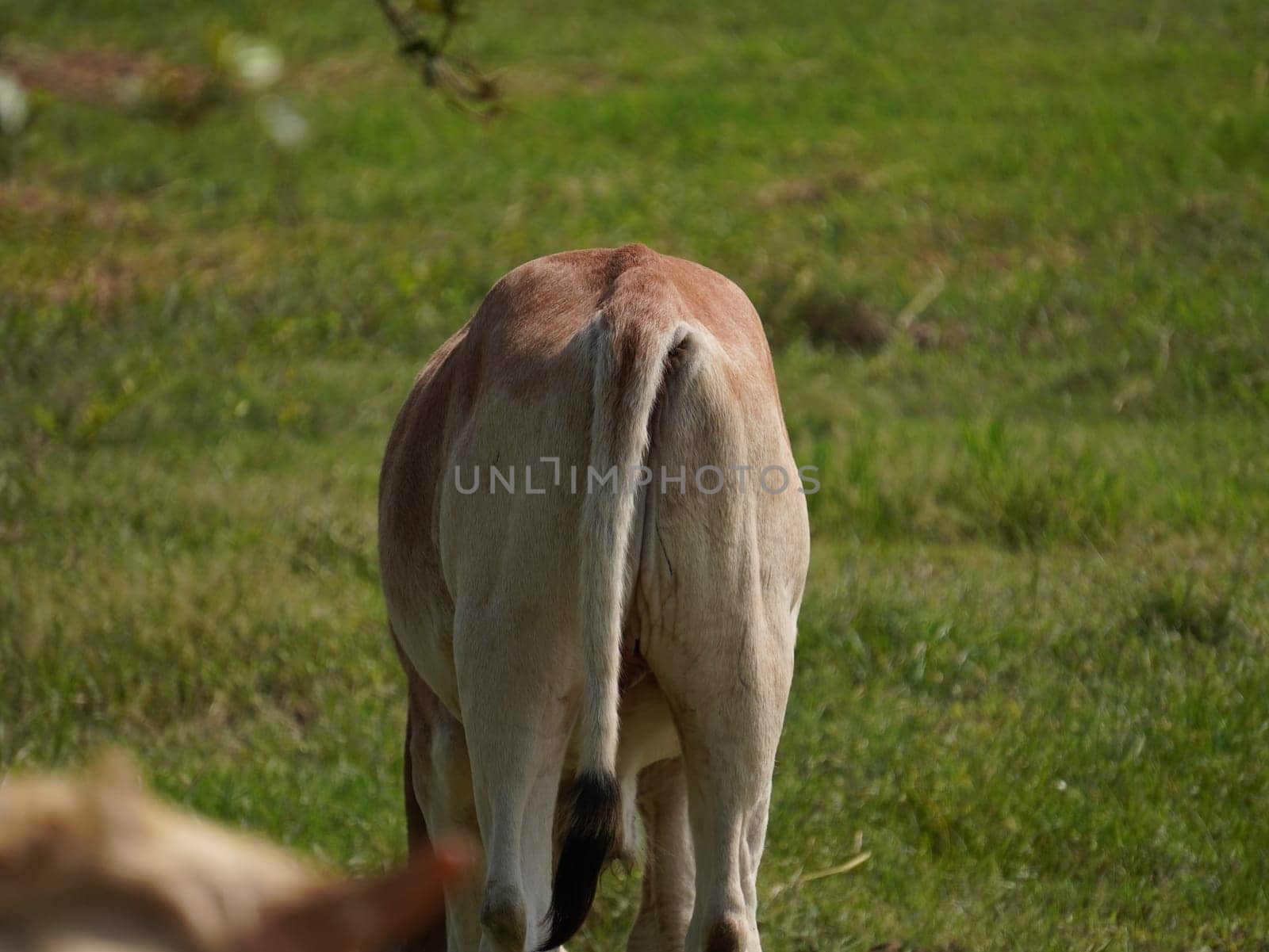 Native Thai cows in the countryside grasslands. Cows eat grass naturally.