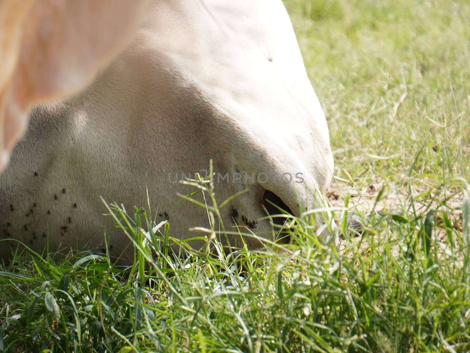 Native Thai cows in the countryside grasslands. Cows eat grass naturally.