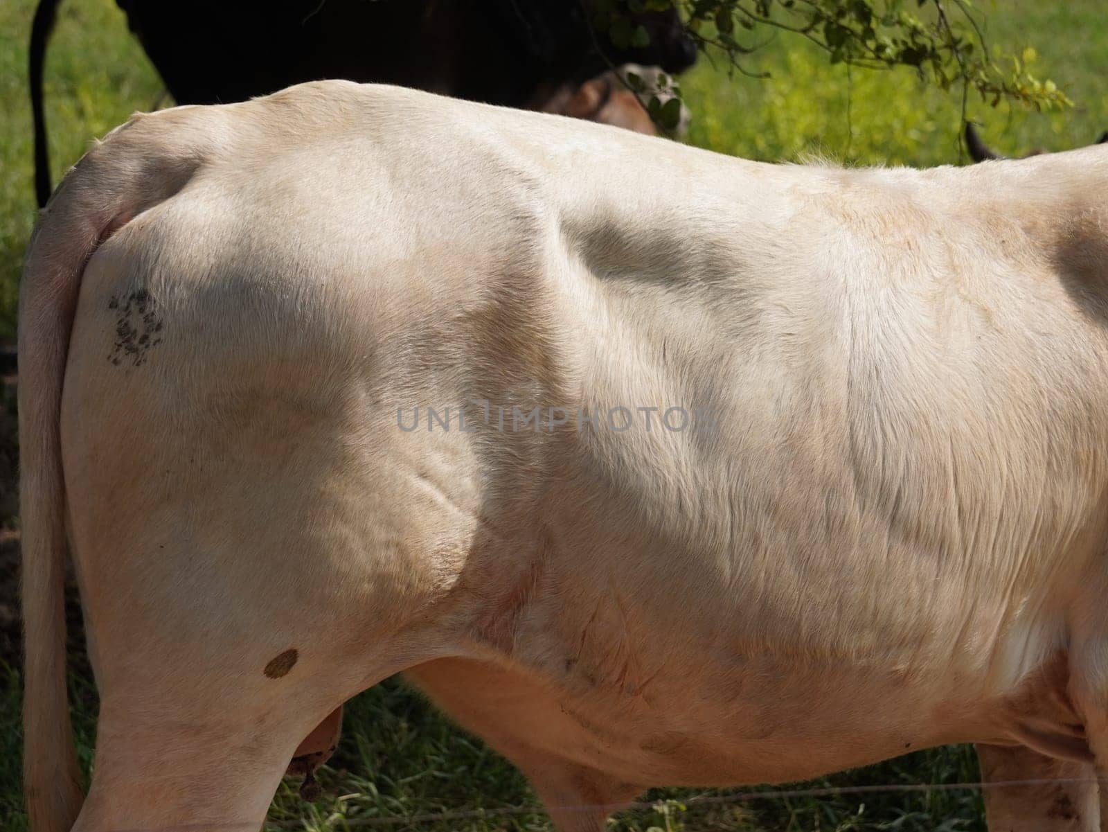 Native Thai cows in the countryside grasslands. Cows eat grass naturally.