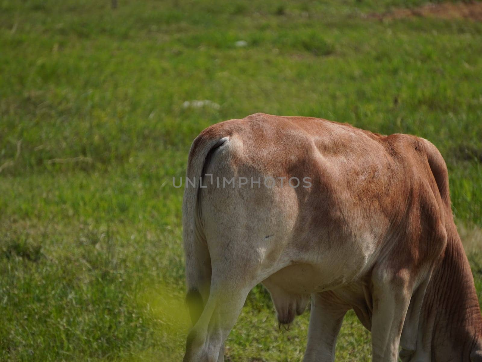 Native Thai cows in the countryside grasslands. Cows eat grass naturally.