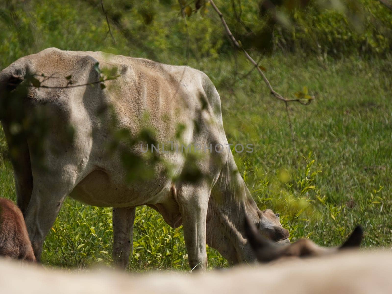 Native Thai cows in the countryside grasslands. Cows eat grass naturally.