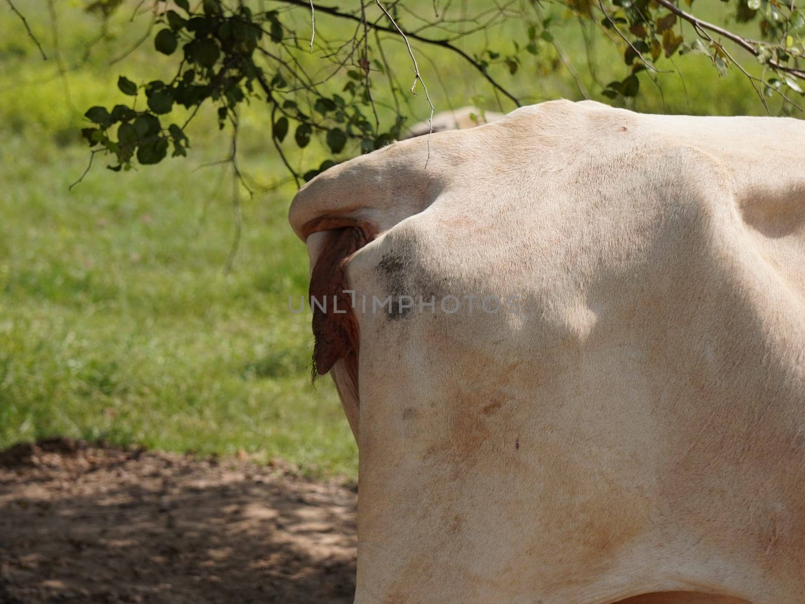 Native Thai cows in the countryside grasslands. Cows eat grass naturally.
