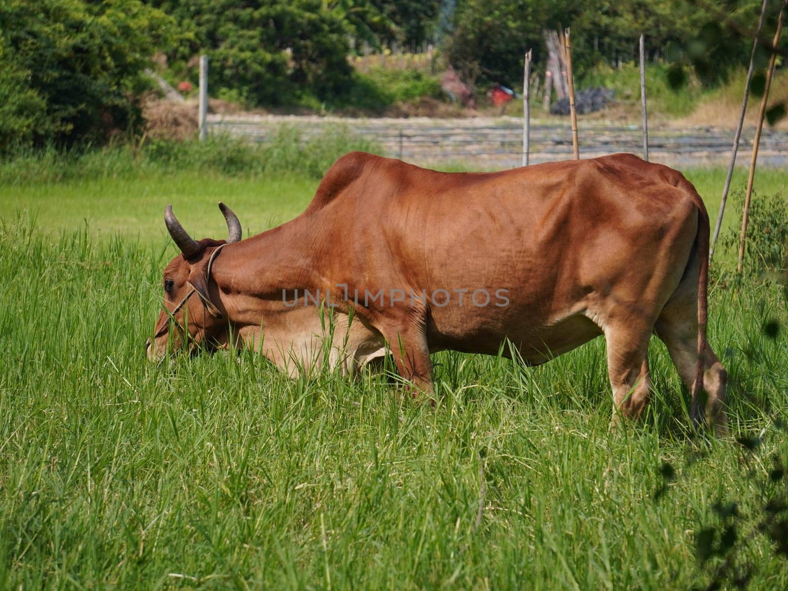 Native Thai cows in the countryside grasslands. Cows eat grass naturally.
