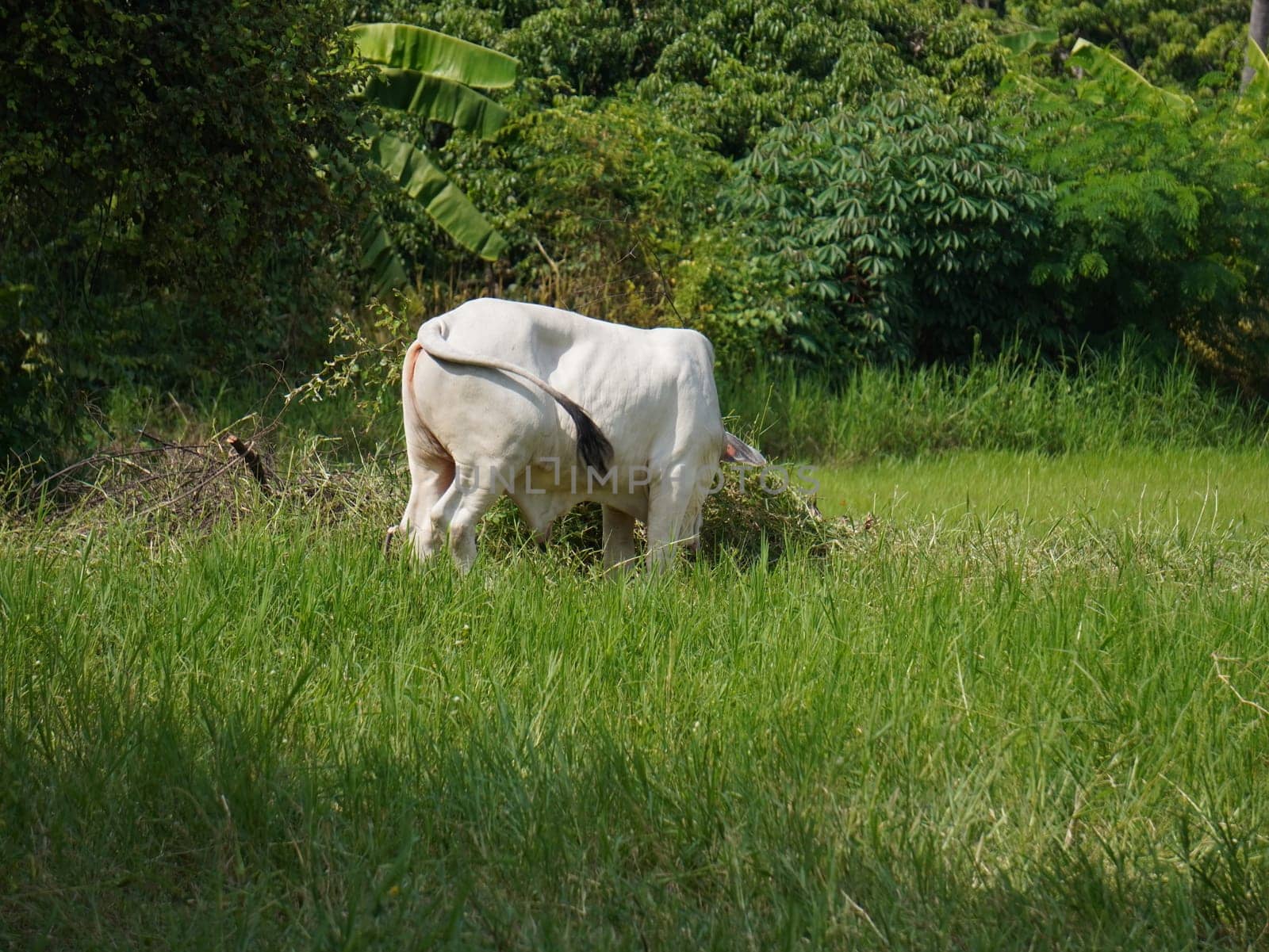 Native Thai cows in the countryside grasslands. Cows eat grass naturally.