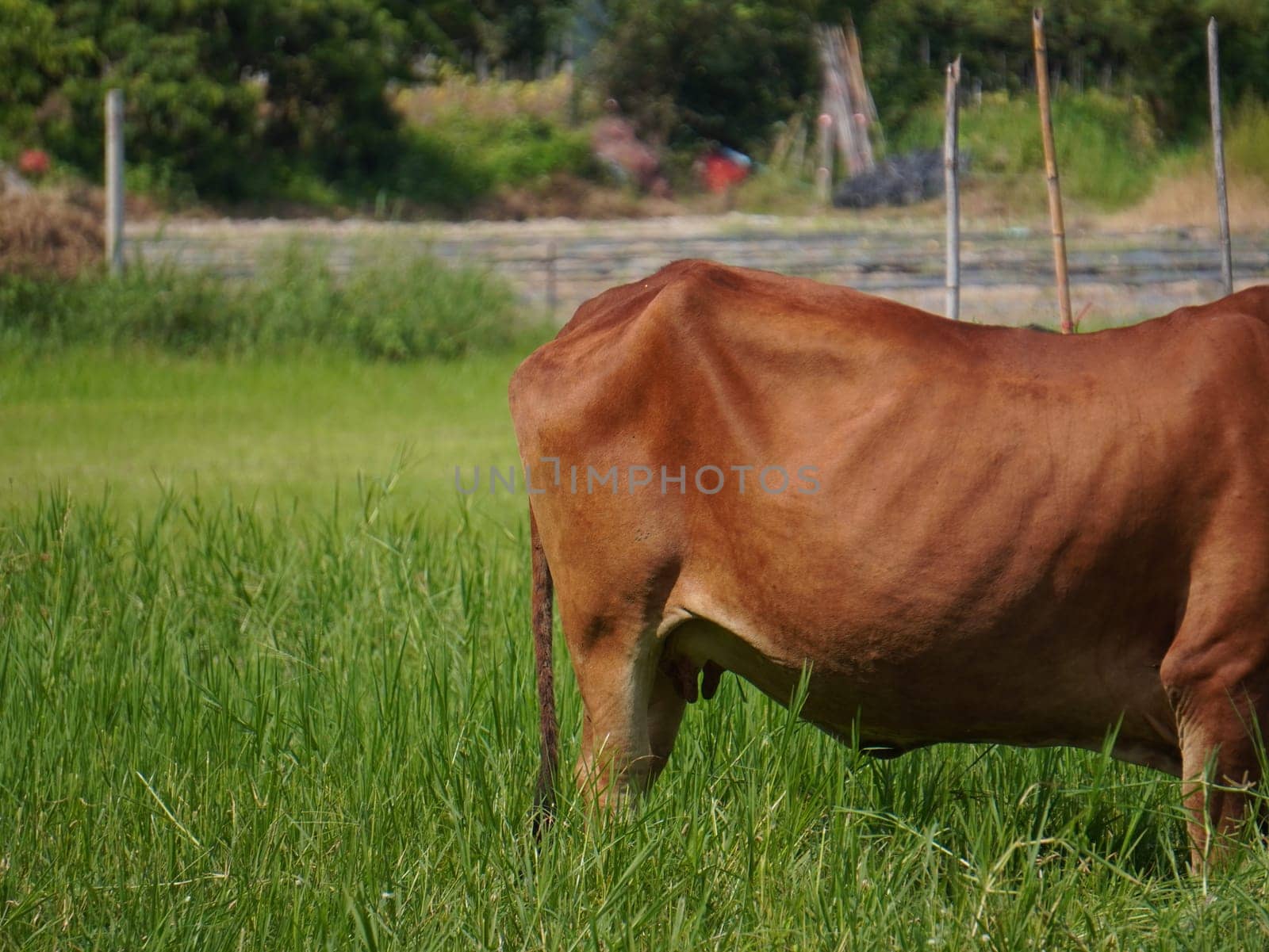 Native Thai cows in the countryside grasslands. Cows eat grass naturally.