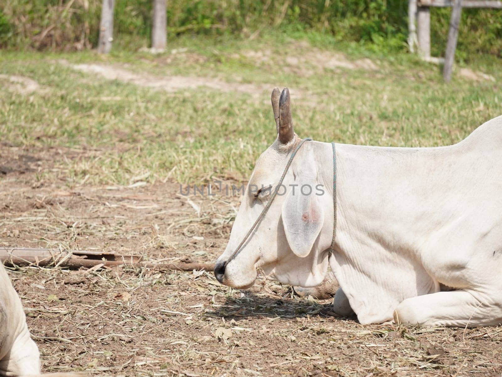 Native Thai cows in the countryside grasslands. Cows eat grass naturally.