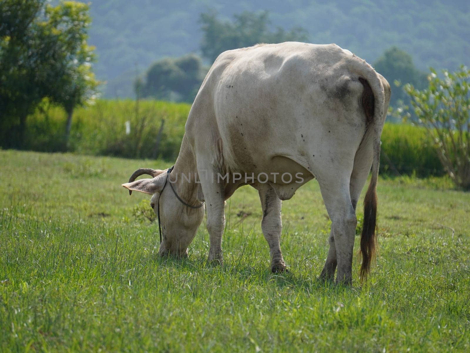 Native Thai cows in the countryside grasslands. Cows eat grass naturally.