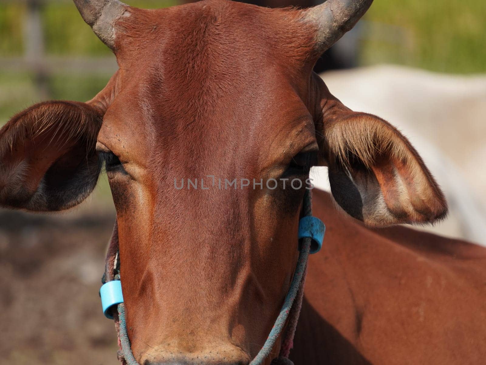 Native Thai cows in the countryside grasslands. Cows eat grass naturally.