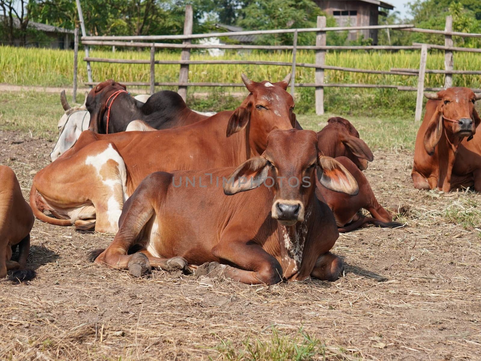 Native Thai cows in the countryside grasslands. Cows eat grass naturally.