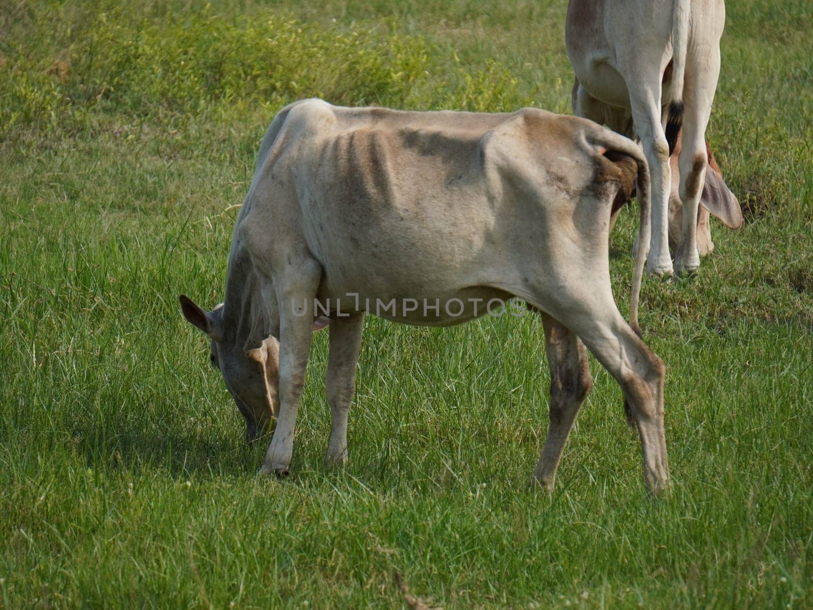 Native Thai cows in the countryside grasslands. Cows eat grass naturally.