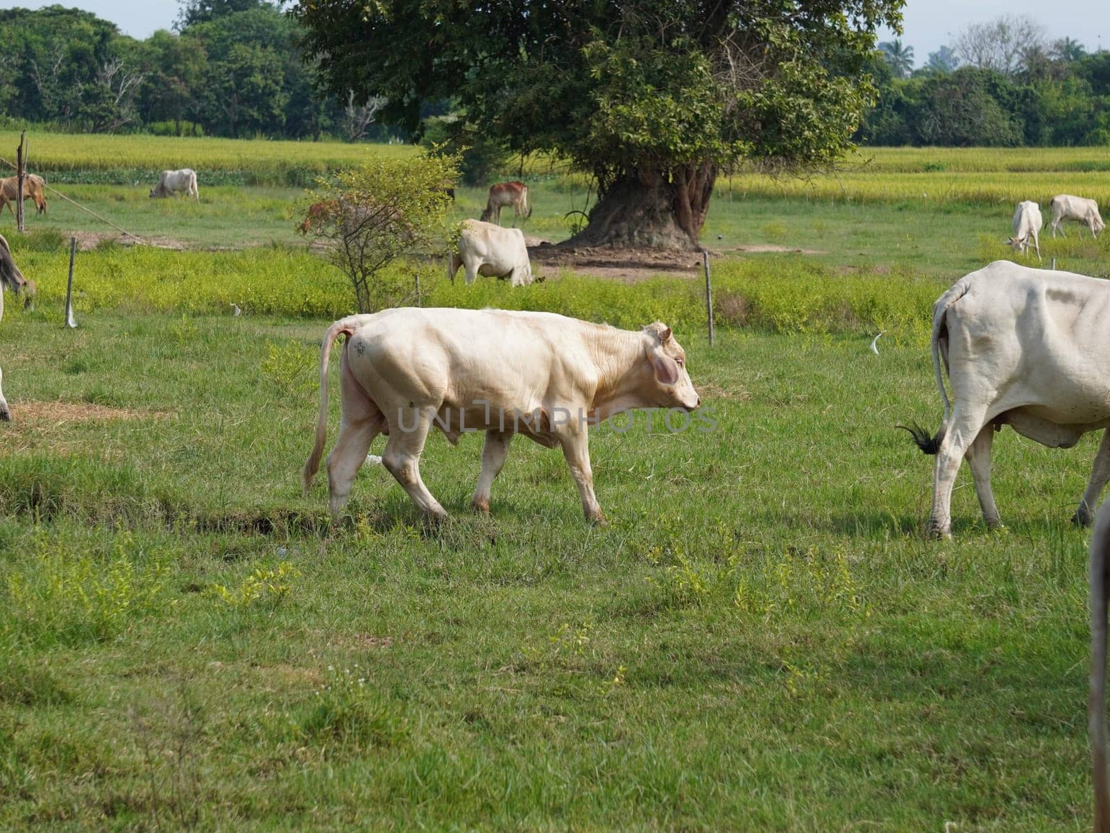 Native Thai cows in the countryside grasslands. Cows eat grass naturally.