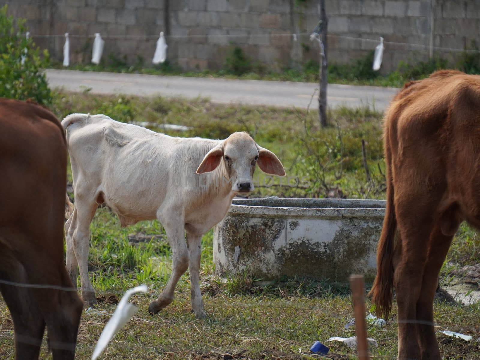 Native Thai cows in the countryside grasslands. Cows eat grass naturally.