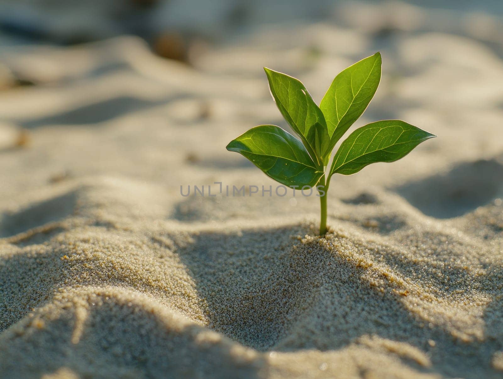 A small green sapling pushes through sandy soil, showcasing resilience and the beauty of nature as it thrives under sunlight in a tranquil setting.