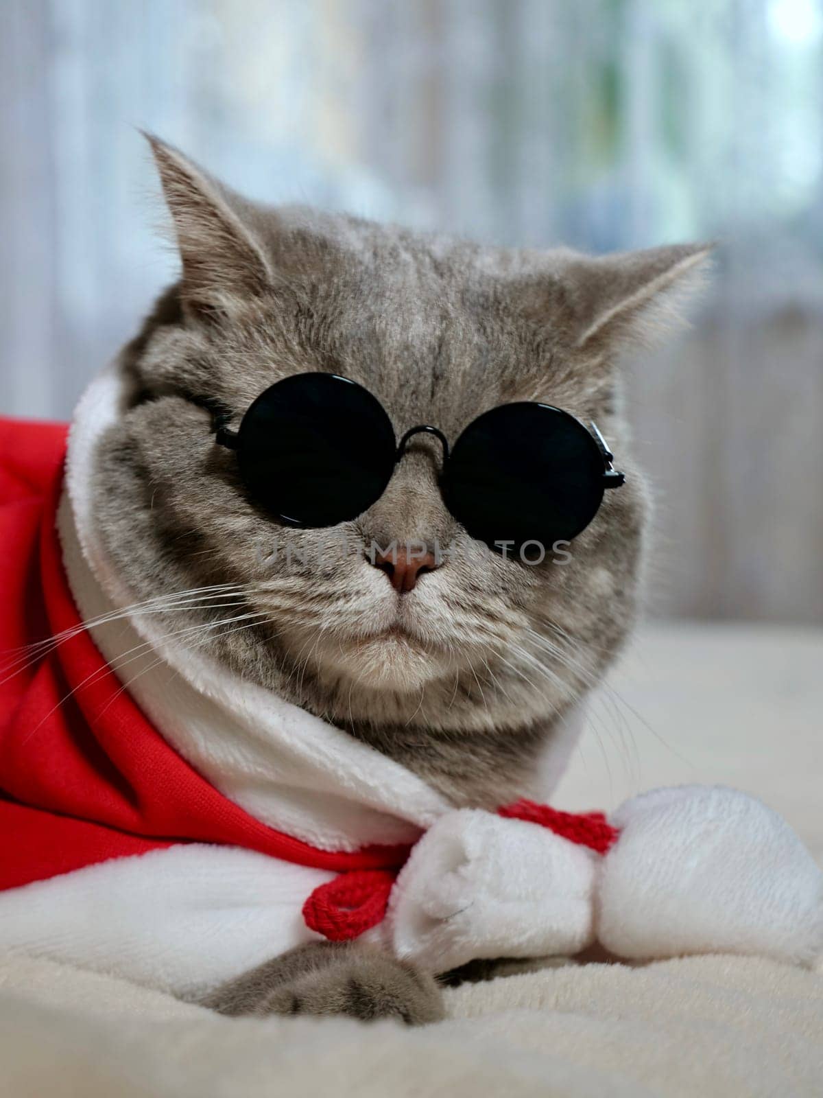 Scottish straight cat in New Year's red suit and sunglasses for New Year, Christmas. A pet on the eve of the holidays 2025 at home on the bed