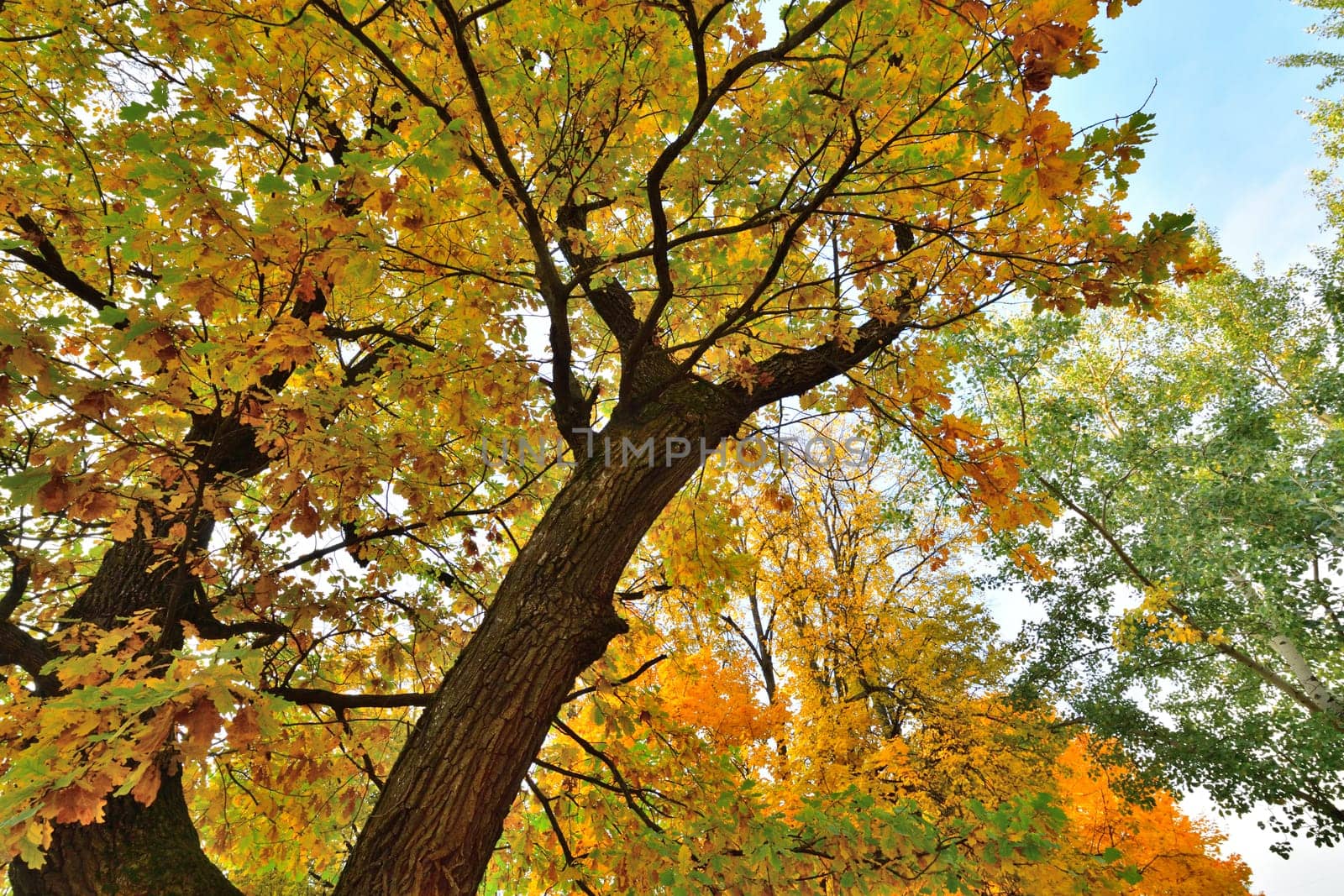 Autumn oak tree with yellow leaves. bottom view by olgavolodina