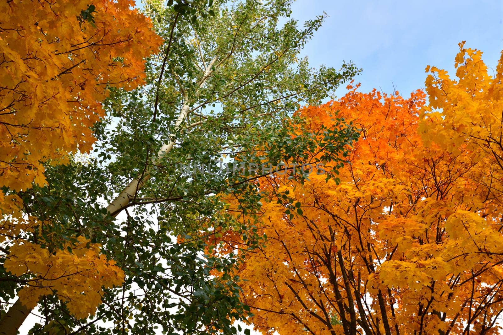 Poplar and maples with yellow and green leaves in an autumn