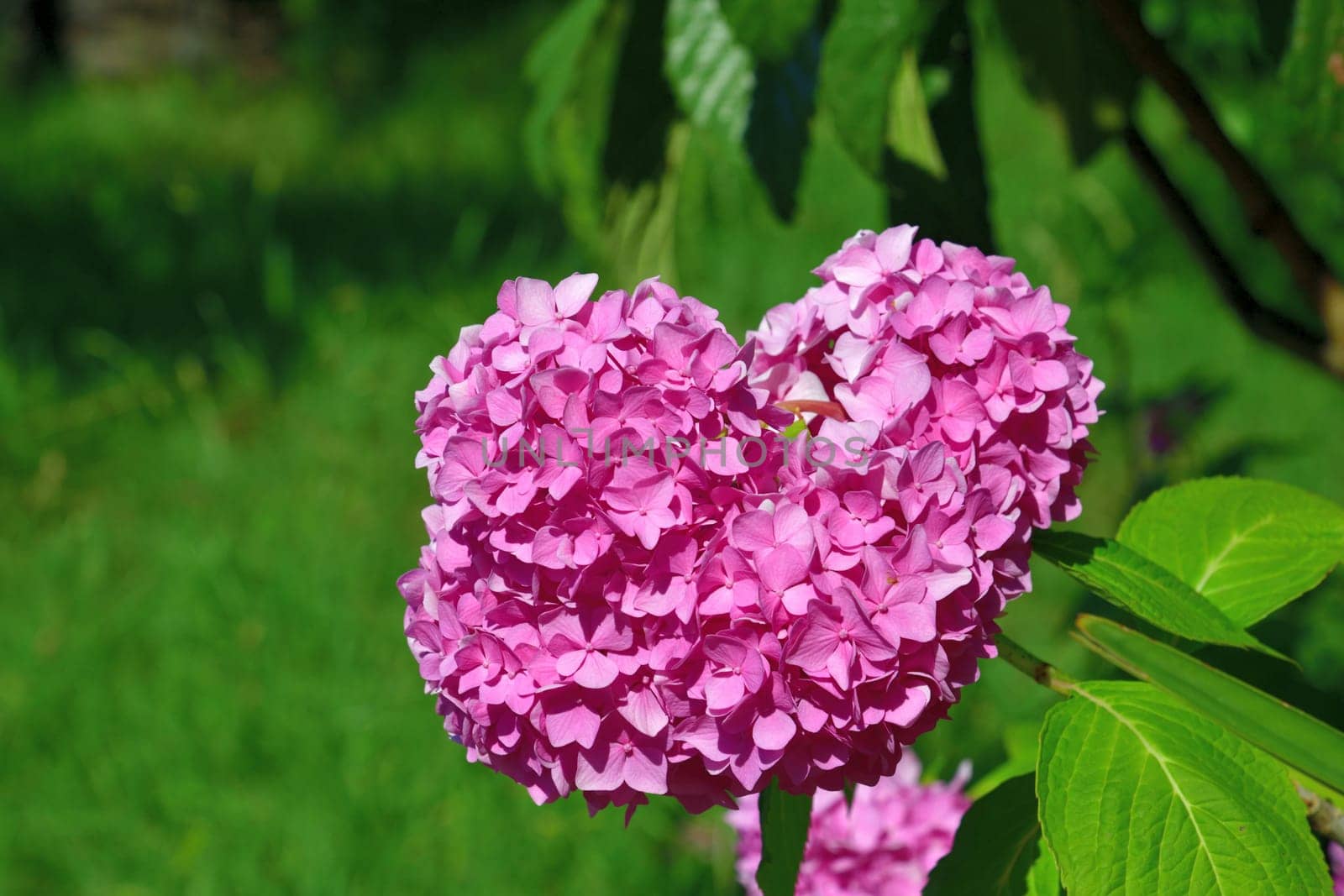 Bush of pink abundantly blooming hydrangea in garden by olgavolodina