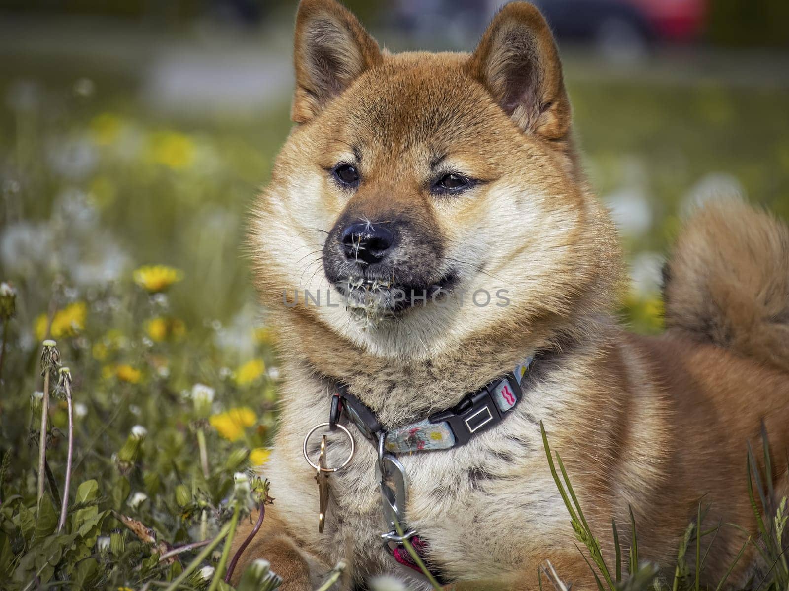 Portrait of cute Shiba Inu small dog puppy. Dogecoin. Red-haired Japanese dog smile portrait. Illuminating color, cryptocurrency, electronic money by Dimidov27@mail.ru